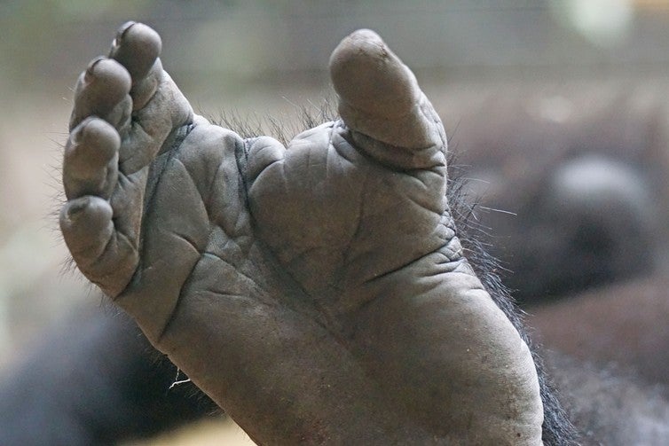 &#13;
A human foot could produce prints similar to those of a gorilla &#13;