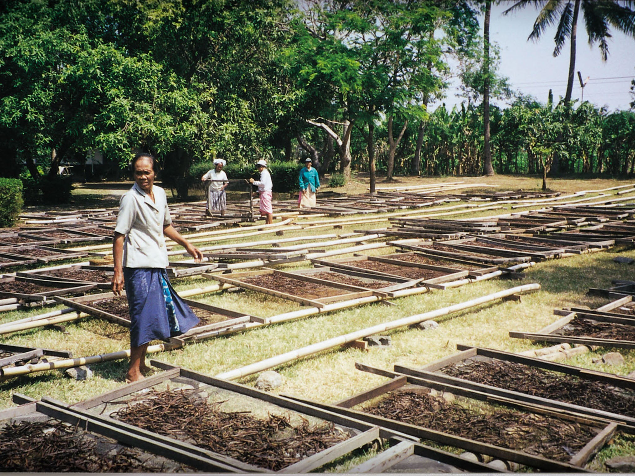 Madagascar is the world’s biggest vanilla producer with 85 per cent of the market
