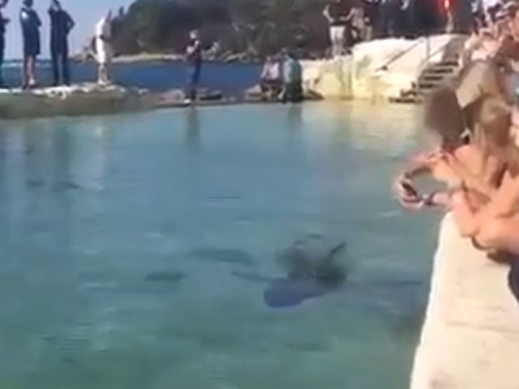 Incredulous beachgoers looked on as the shark swam laps in the sea pool