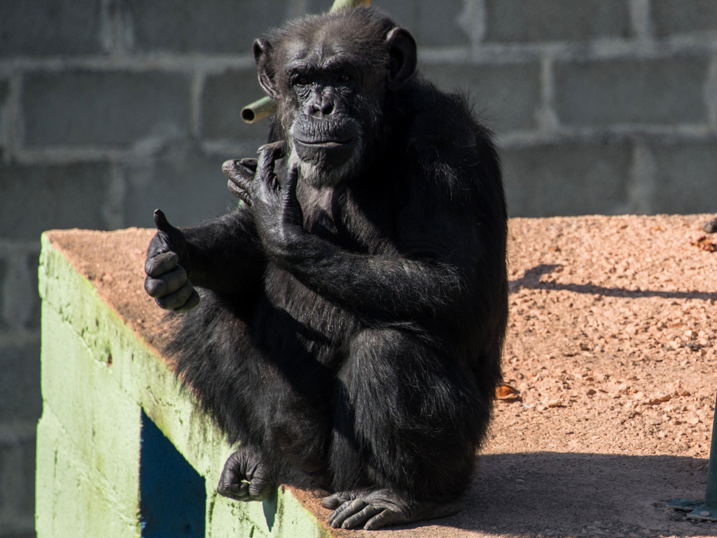 Along with dolphins and some elephants, chimps can pass the ‘mirror test’, indicating self-awareness (AF