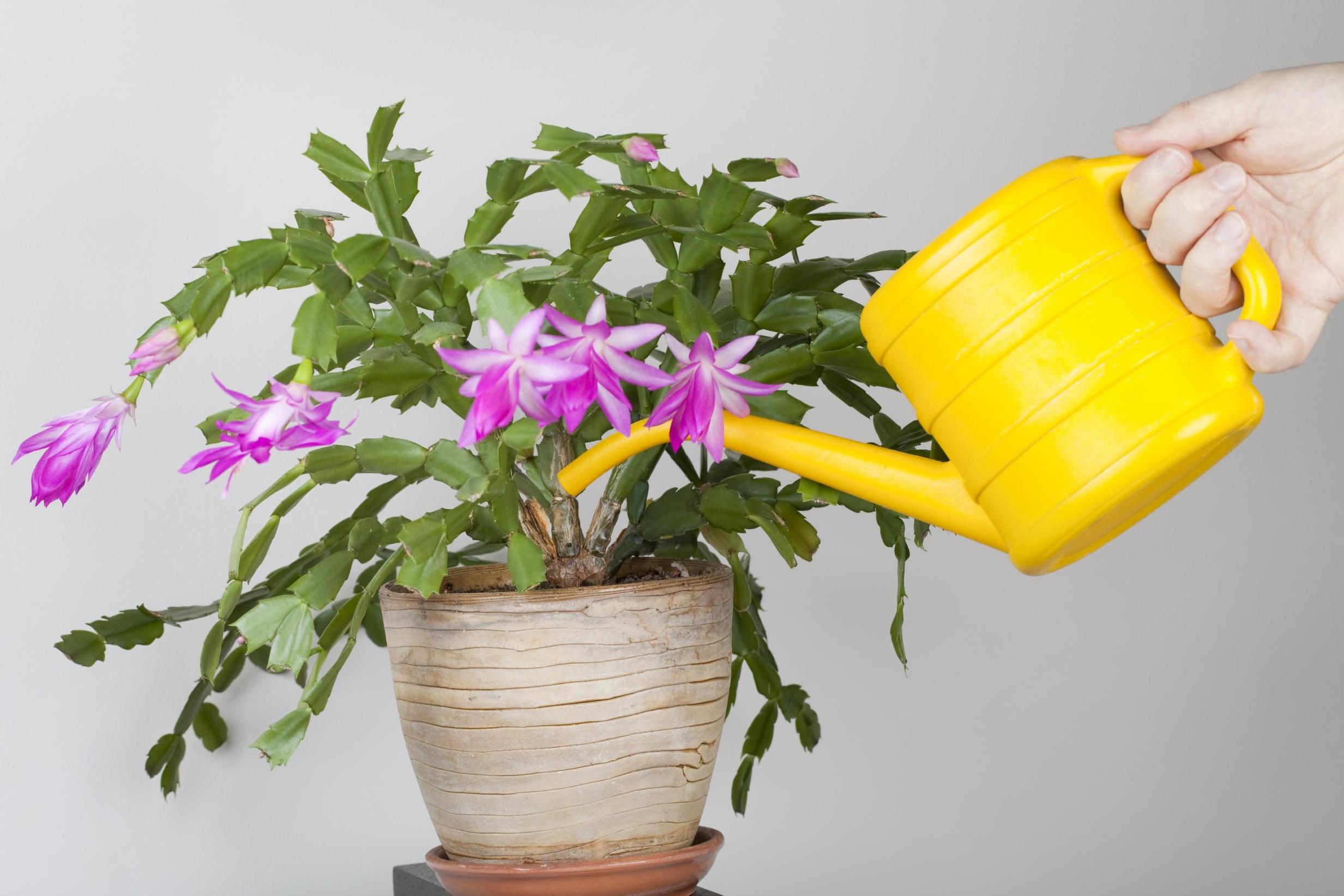 Water your zygocactus the day before repotting to reduce stress