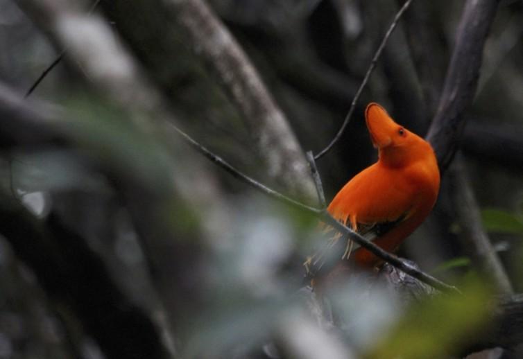 The Guianan Cock-of-the-rock: on eof the northern Amazon’s most stunning inhabitants