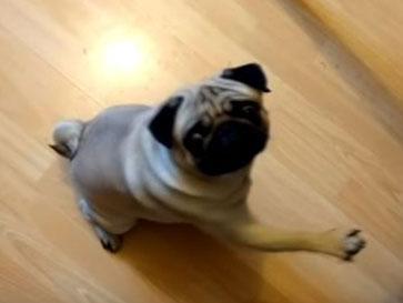 Buddha the pug responds to a command of 'Sieg Heil'