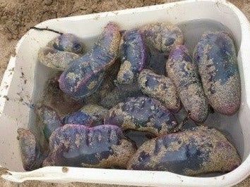 The RNLI shut the beach after more than a dozen Man O'War were found