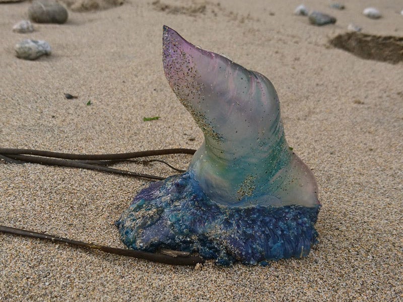 One of the Portuguese Man O'War found on Perranporth beach