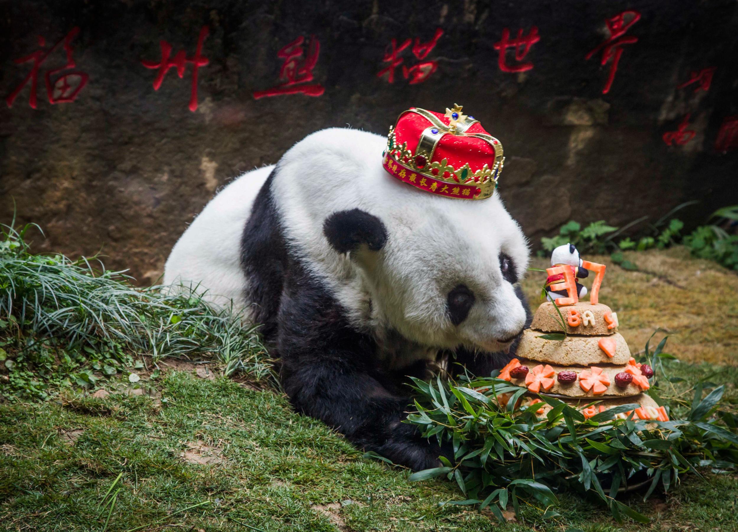 Basi inspects a cake made by keepers for her 37th birthday in January 2017