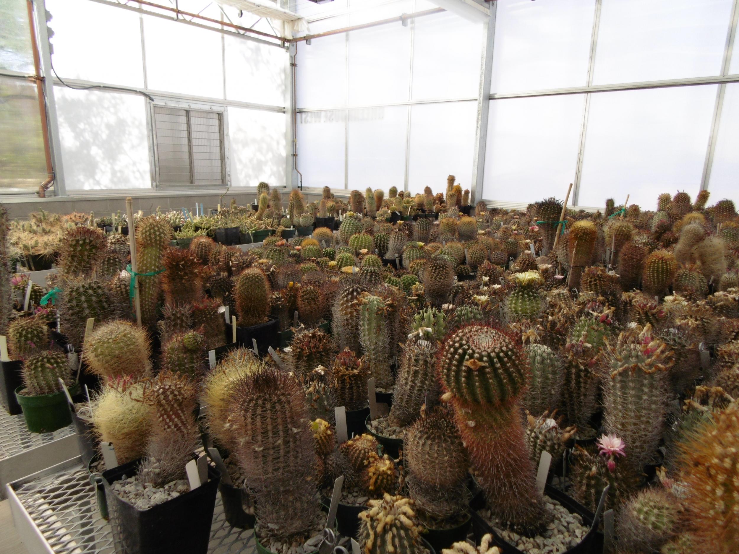 Cactus plants can be sold for thousands on the black market