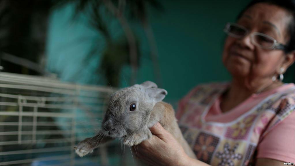 Residents of Venezuela have been advised to breed rabbits and eat them to increase their protein intake