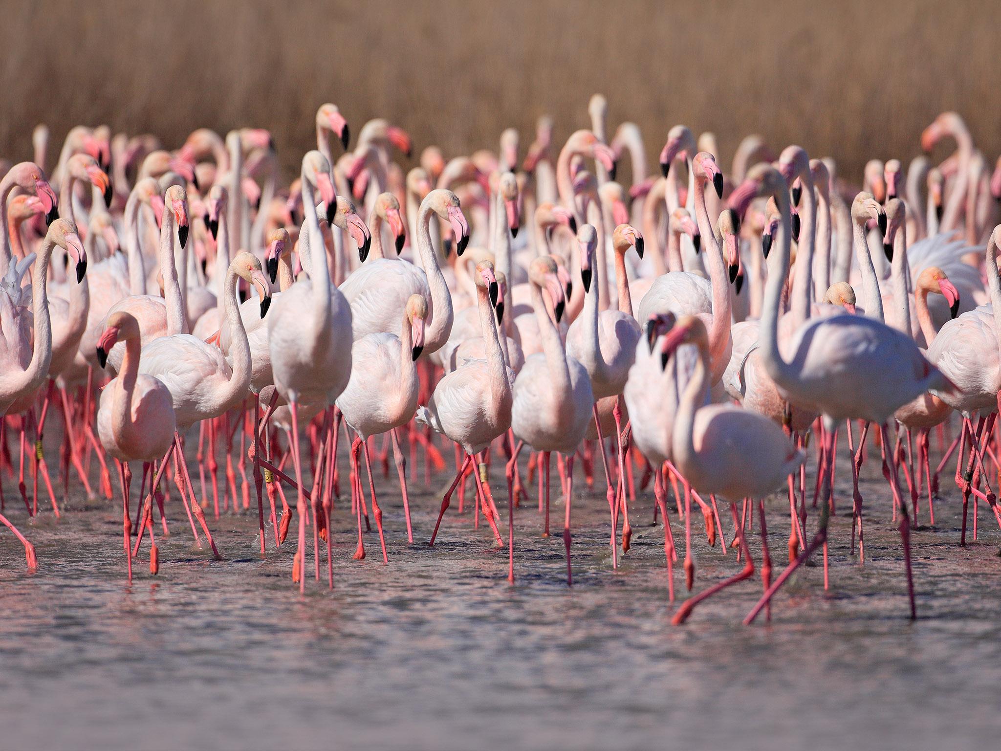 Flamingoes in the Carmargue