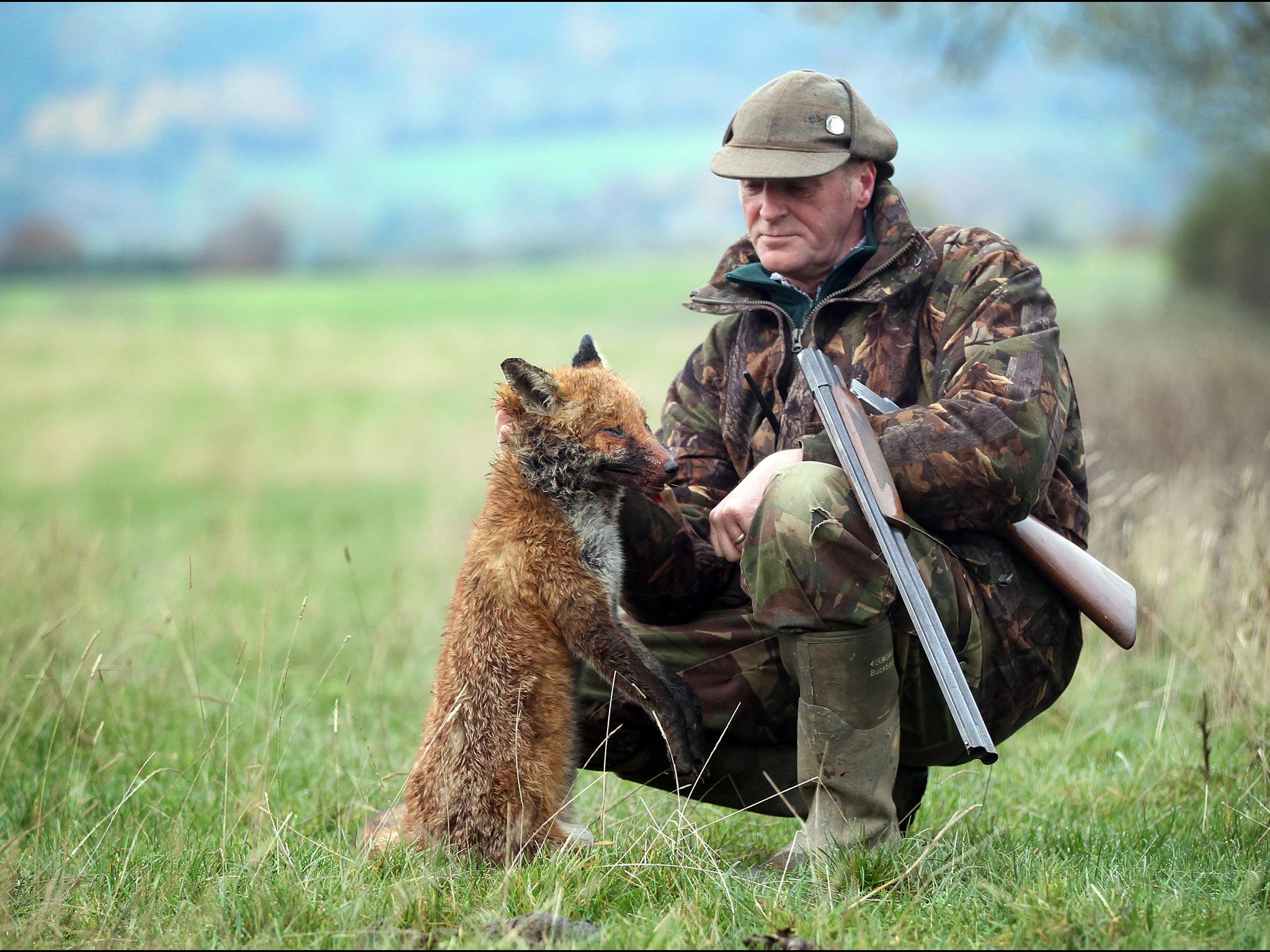 Don't believe what Michael Gove says: animals excluded from protection or recognition as 'sentient beings' include foxes and badgers