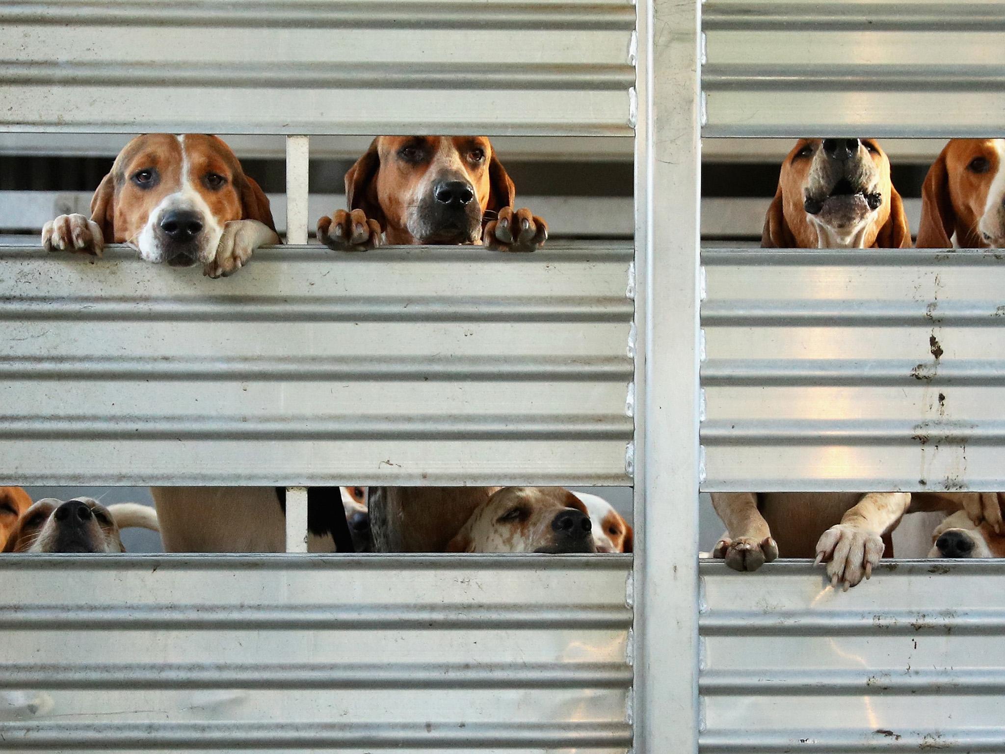 Fox-hunting hounds are held in a trailer prior to the chase