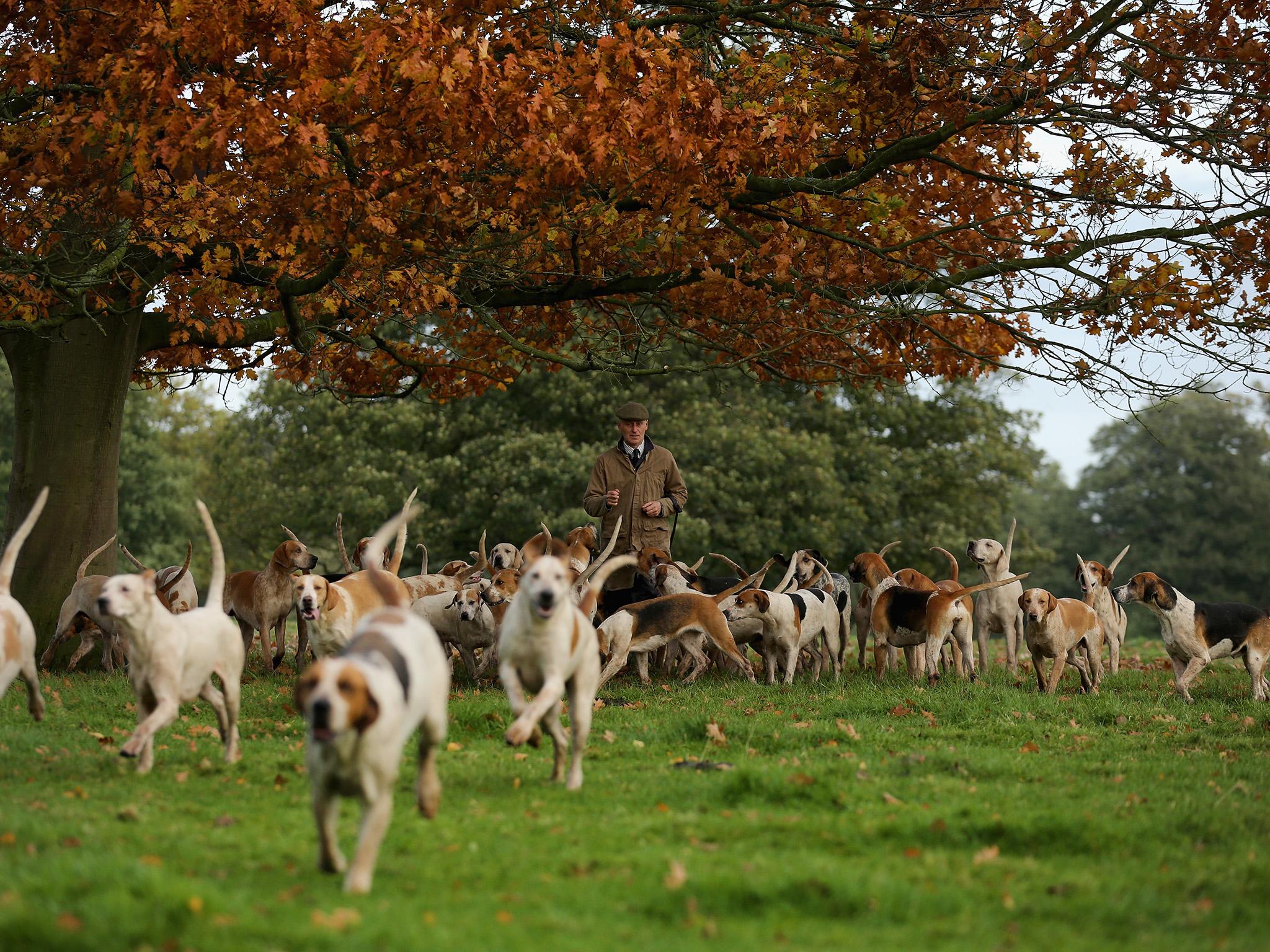 Release the hounds: entire packs can be seen chasing a single fox in Cumbria