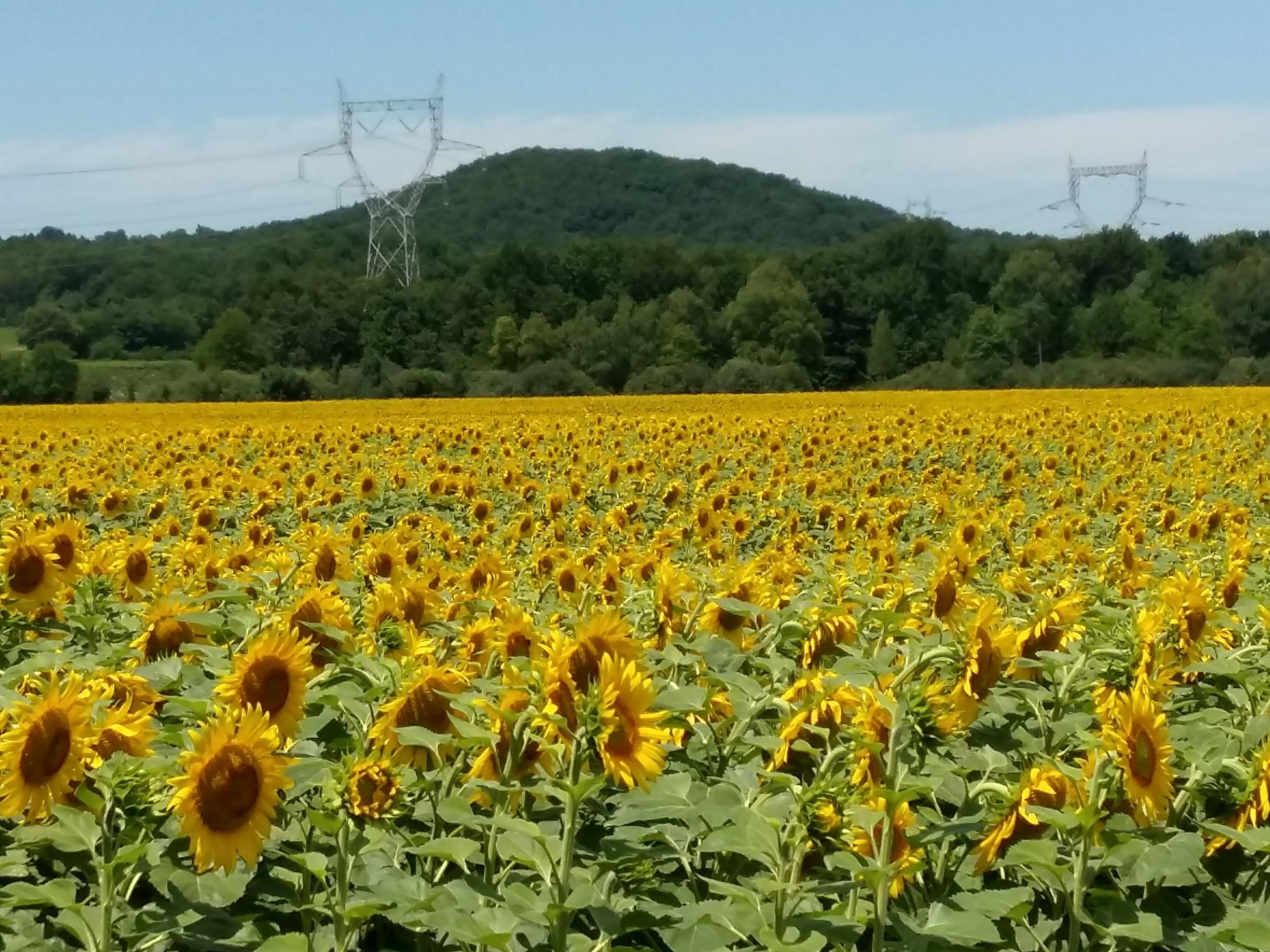 Sunflower fields just outside of Lyon: over three weeks the couple traversed 1,000kms of rural and coastal France