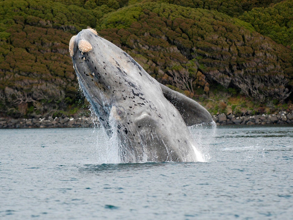 Southern right whales gained their name from being the ‘right’ ones to hunt