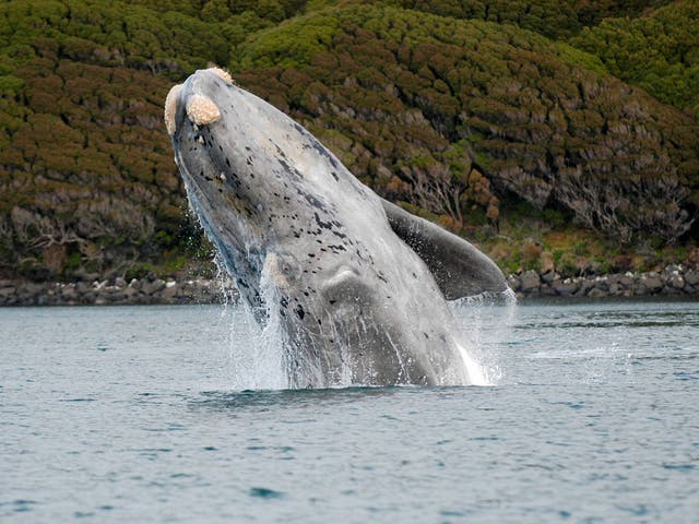 <p>Some whales are more than 100 years old, smashing previously estimated life expectancies, according to new research</p>