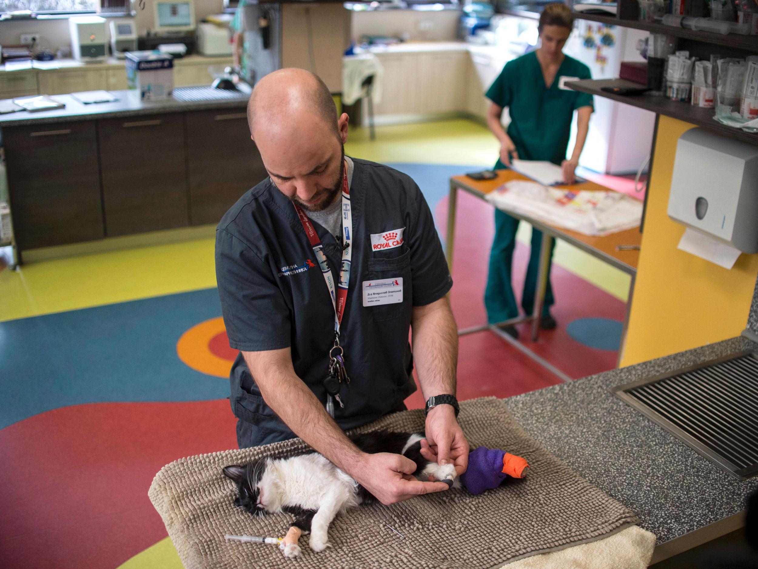 Dr Campbell’s ultimate ambition is to revolutionise a visit to the vets for all cats by advocating some simple changes (AFP)