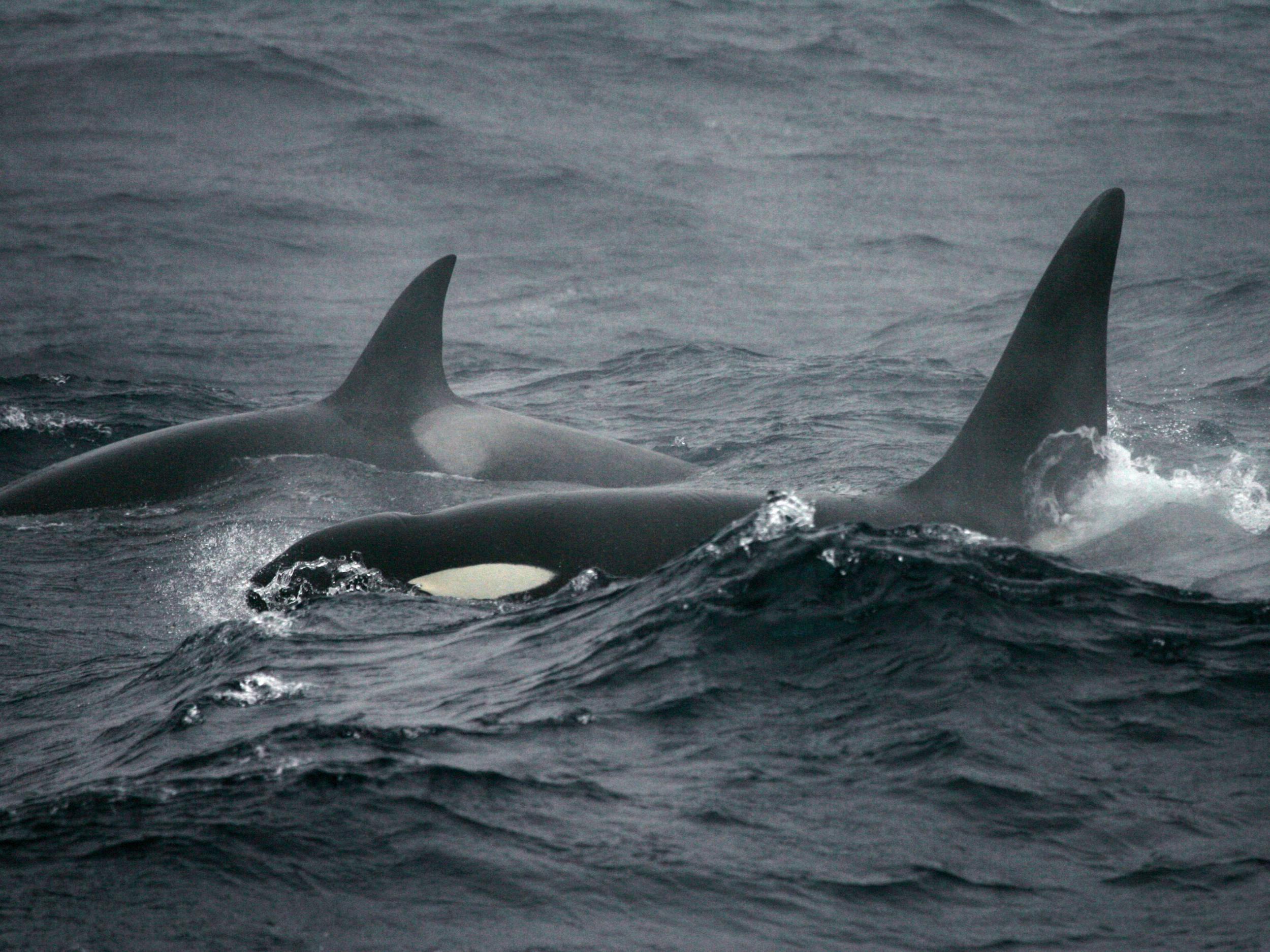 Some killer whales have such high levels of pollutants in their system that their bodies would be classified in some countries as toxic waste