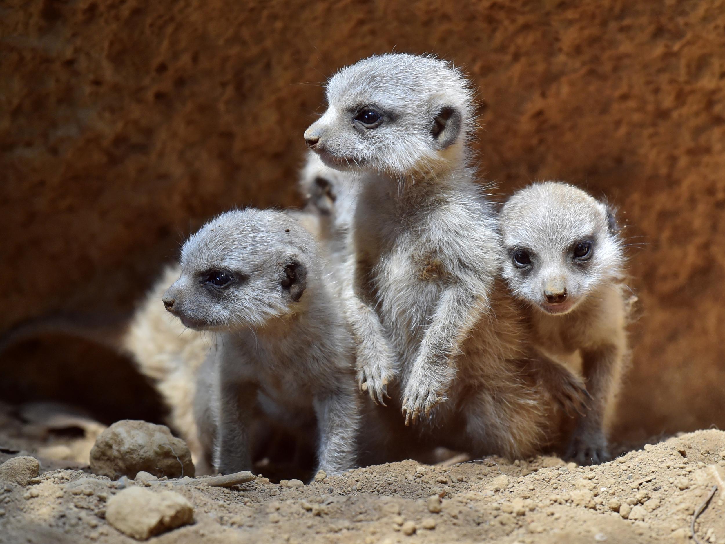 Call for kats: three or more meerkats making a ‘moving call’ is needed before the pack will move from one patch to another