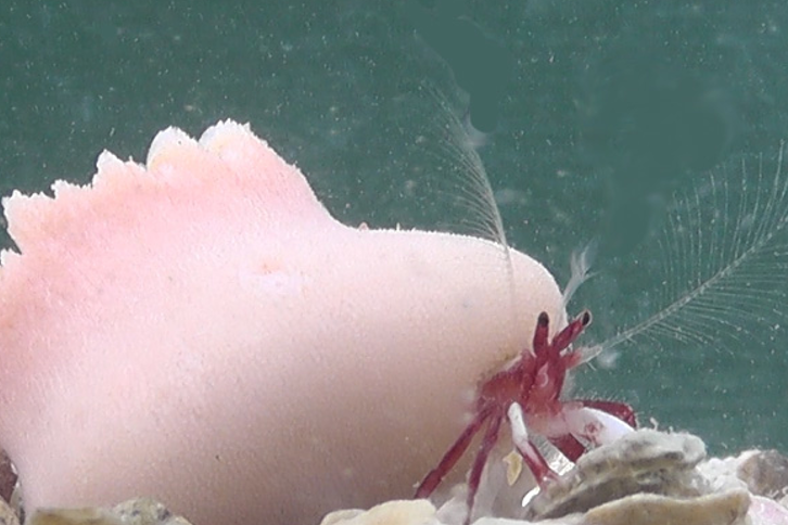 Coral comes with a sting, protecting the crab from would-be predators