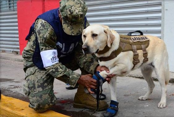 Frida has rescued 53 people in her four-year career