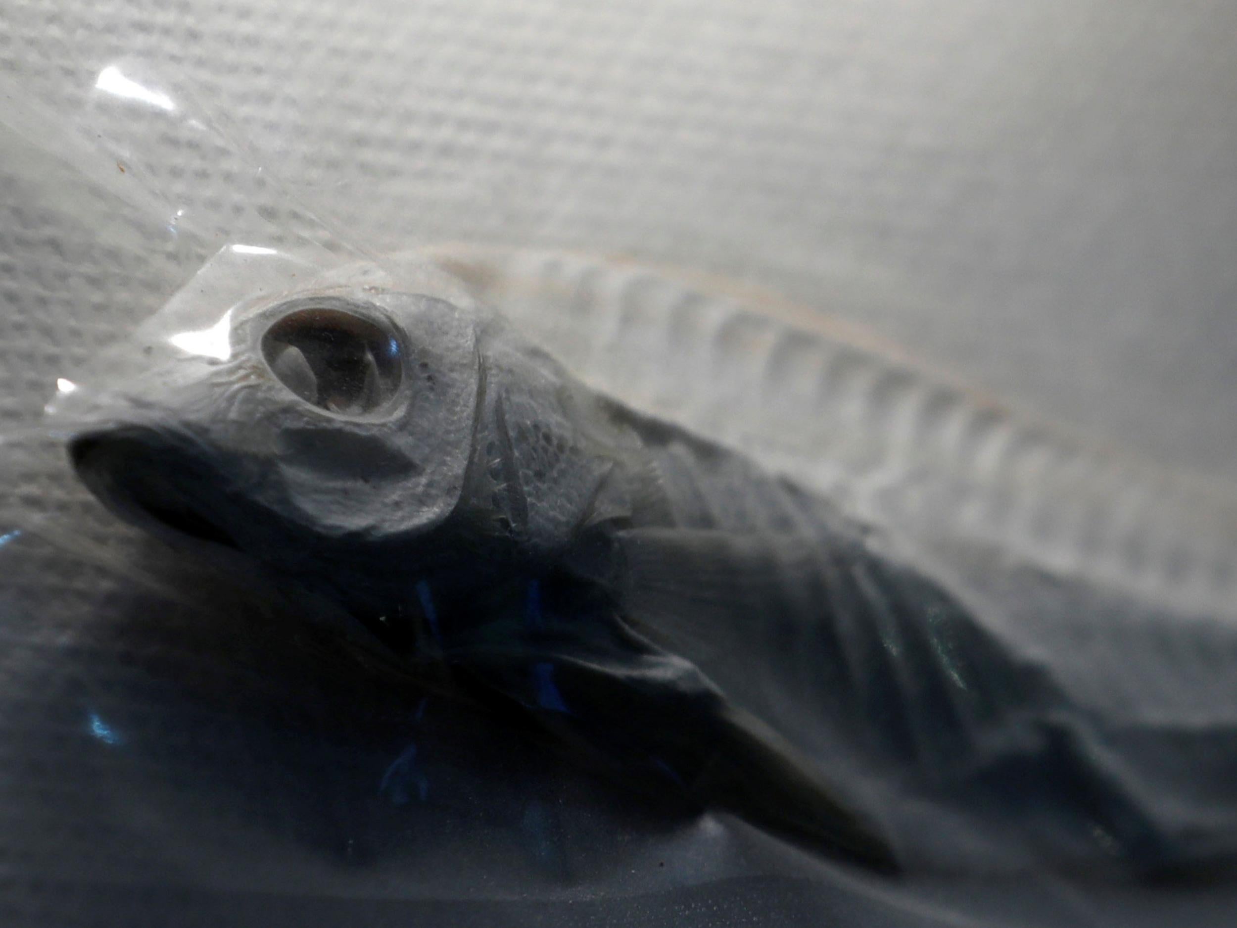 A specimen of mercury-contaminated fish from 1956 is displayed at Minamata Disease Information Centre (Reuters/Kim Kyung-Hoon )