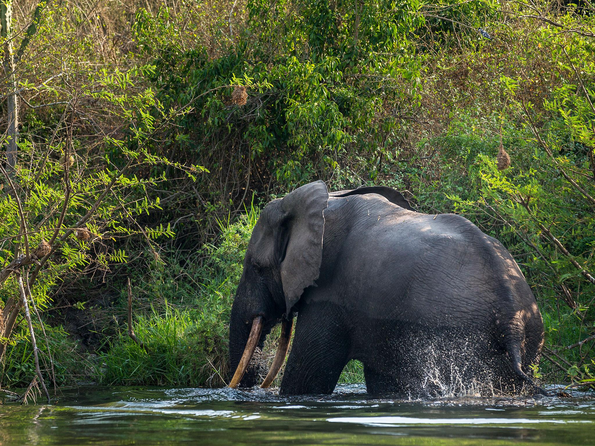 WWF has been operating in the region since 1991 to protect elephants, primates and leopards in 1999