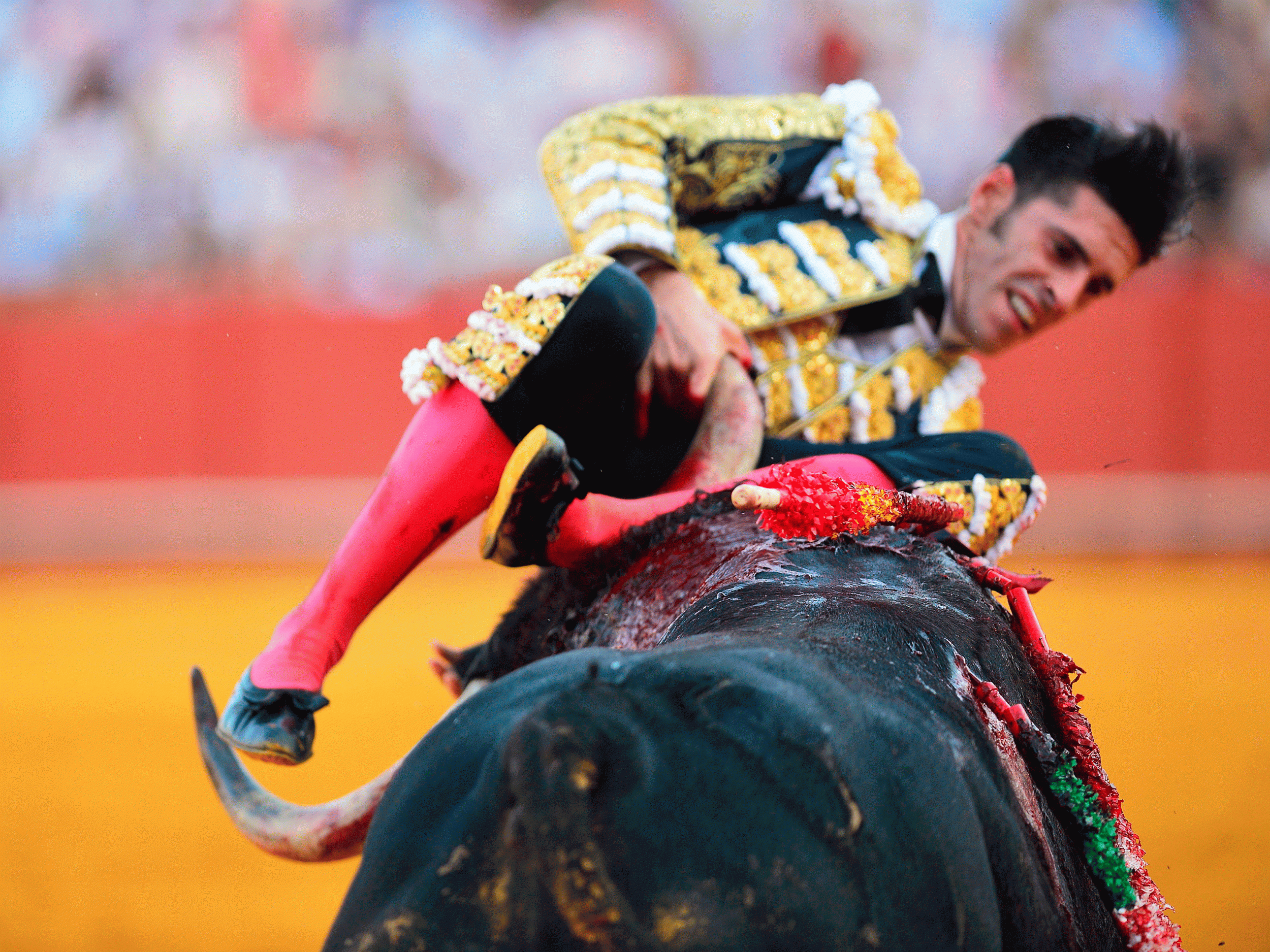 Spanish matador Ajejandro Talavante is hooked by the horn of a bull