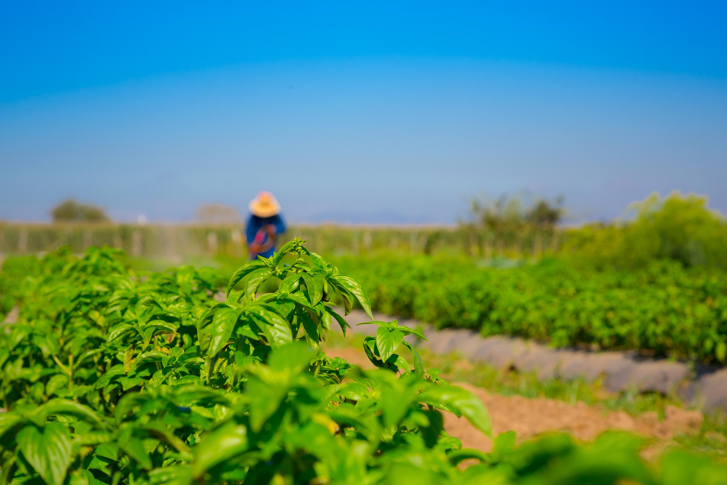 Almaverde is Vidanta’s on-site farm