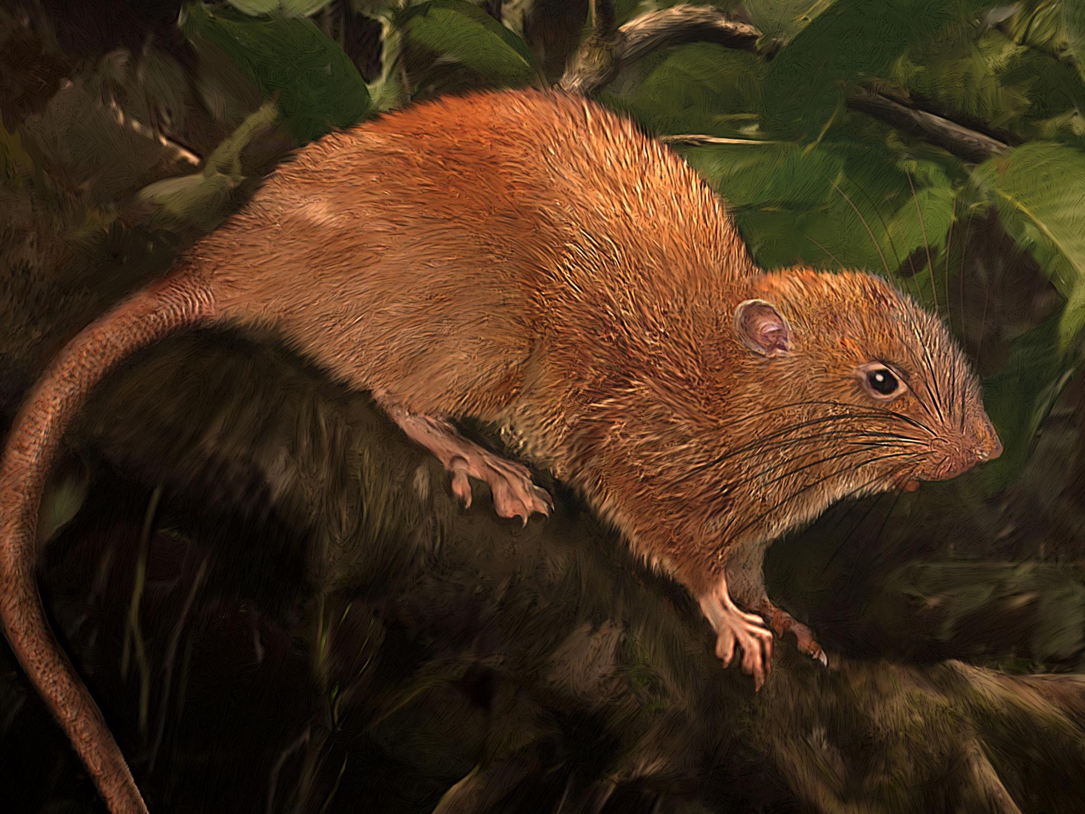 An artist's impression of the new species of rat, known as vika