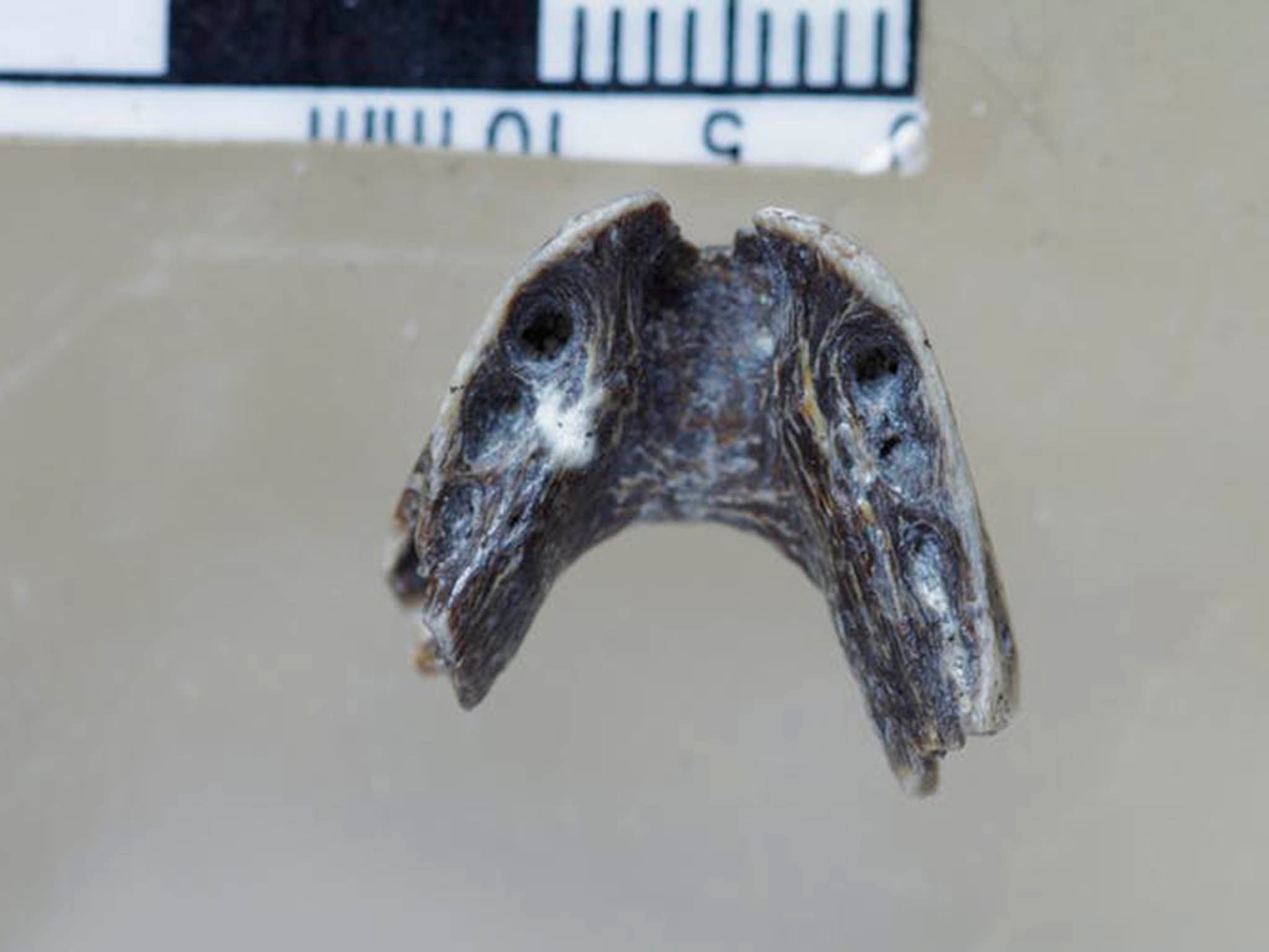 Caenagnathasia jawbone