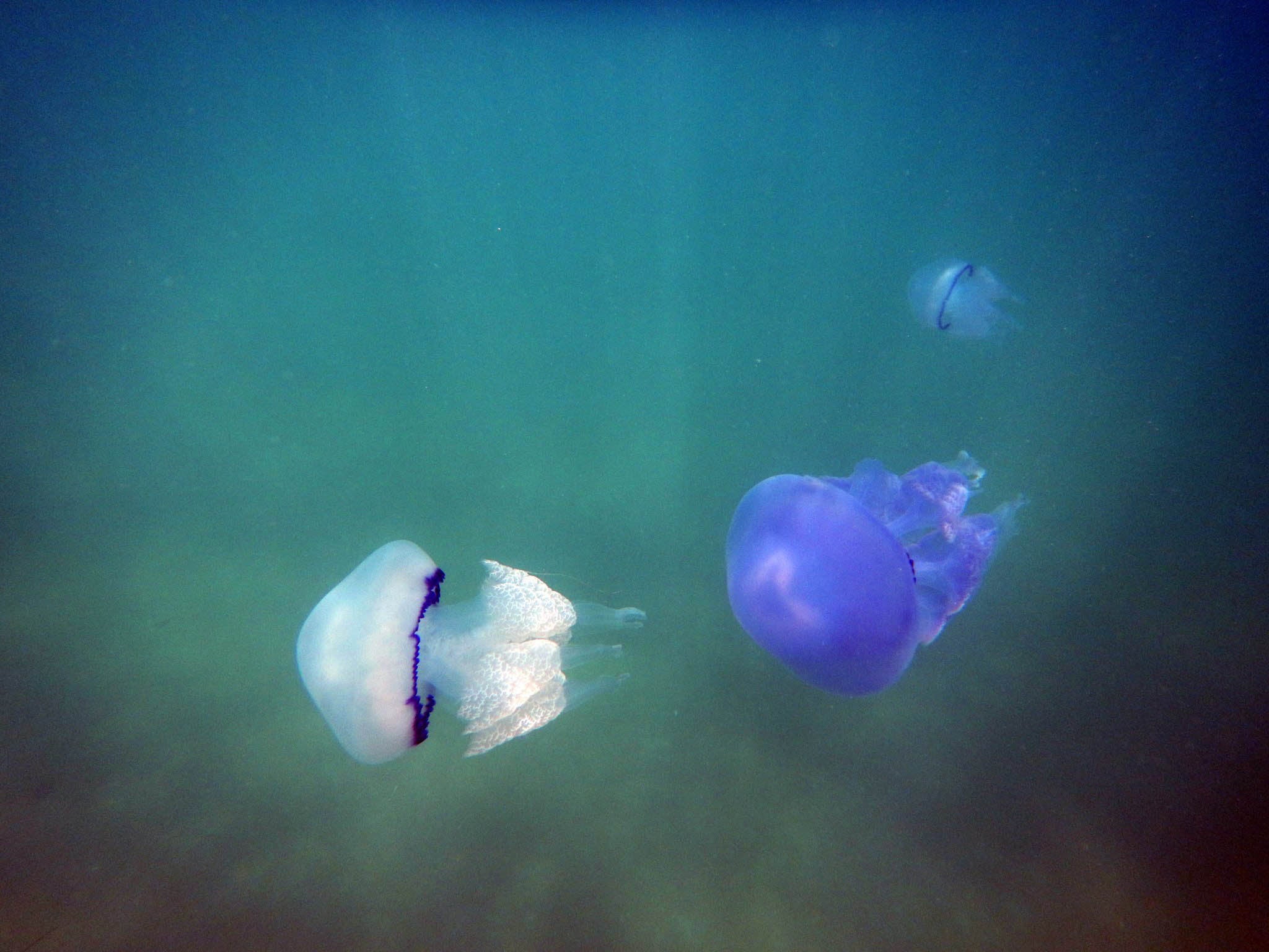 Sting and a miss: a Japanese power plant tried to cull jellyfish with a grinder, but ended up multiplying them