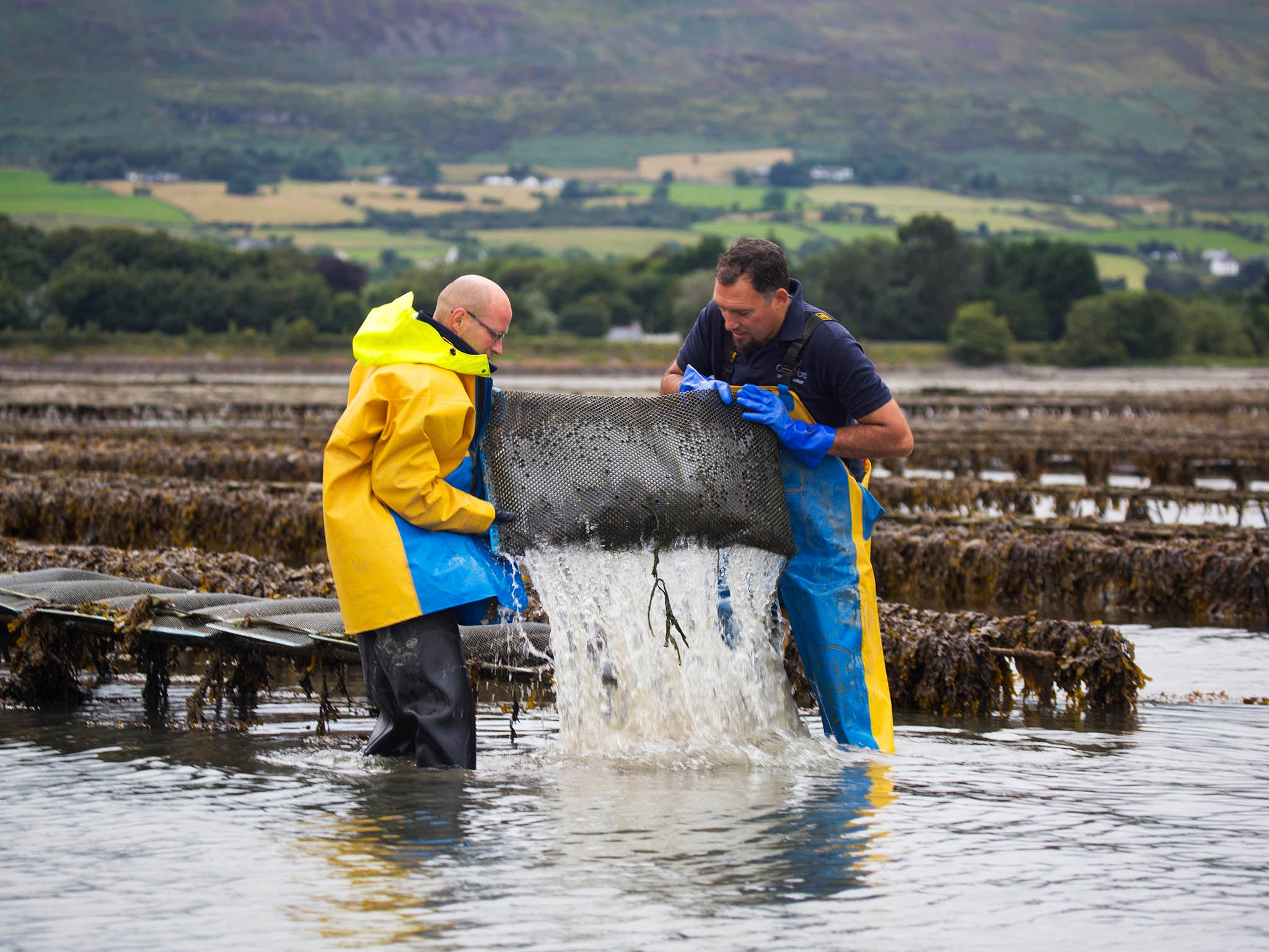 Part of the farming process at Carlingford Oysters in Ireland