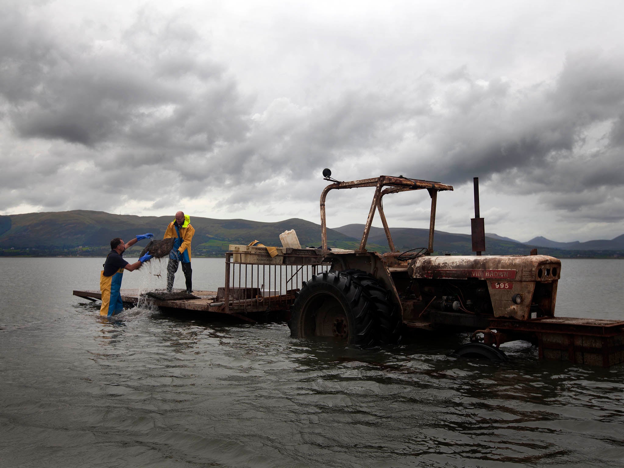 Oyster farming’s sustainability helps to explain the increase in demand the delicacy (Michael O’Meara)