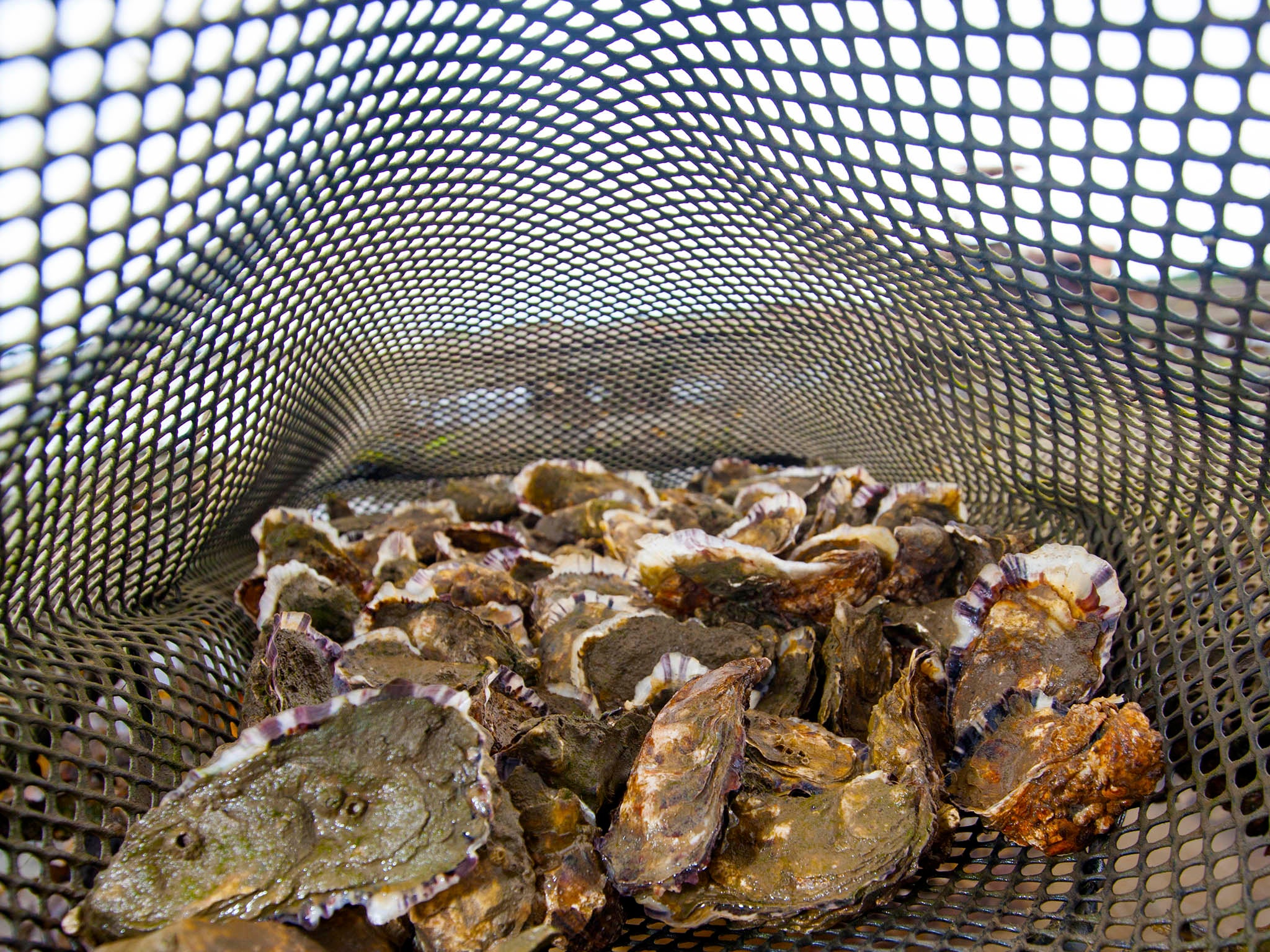 Carlingford’s oysters grow in bags which sea water washes through, bringing the molluscs their food source (Michael O’Meara)