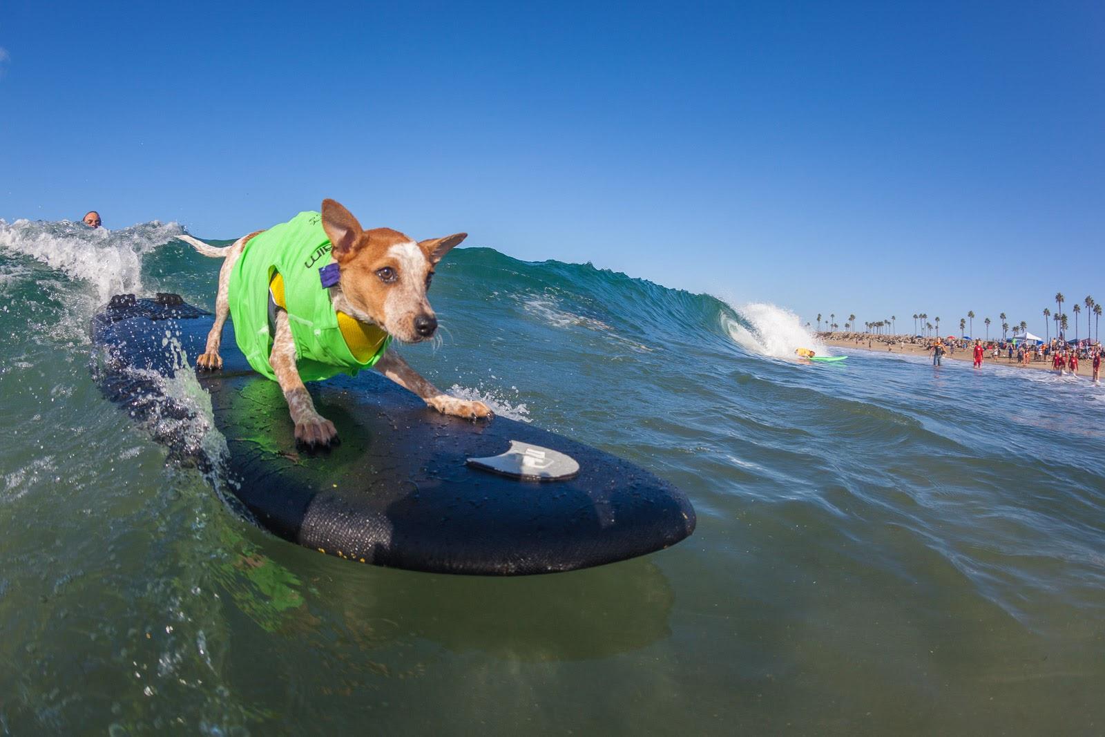 The pooches were judged on confidence level, riding time and overall ability