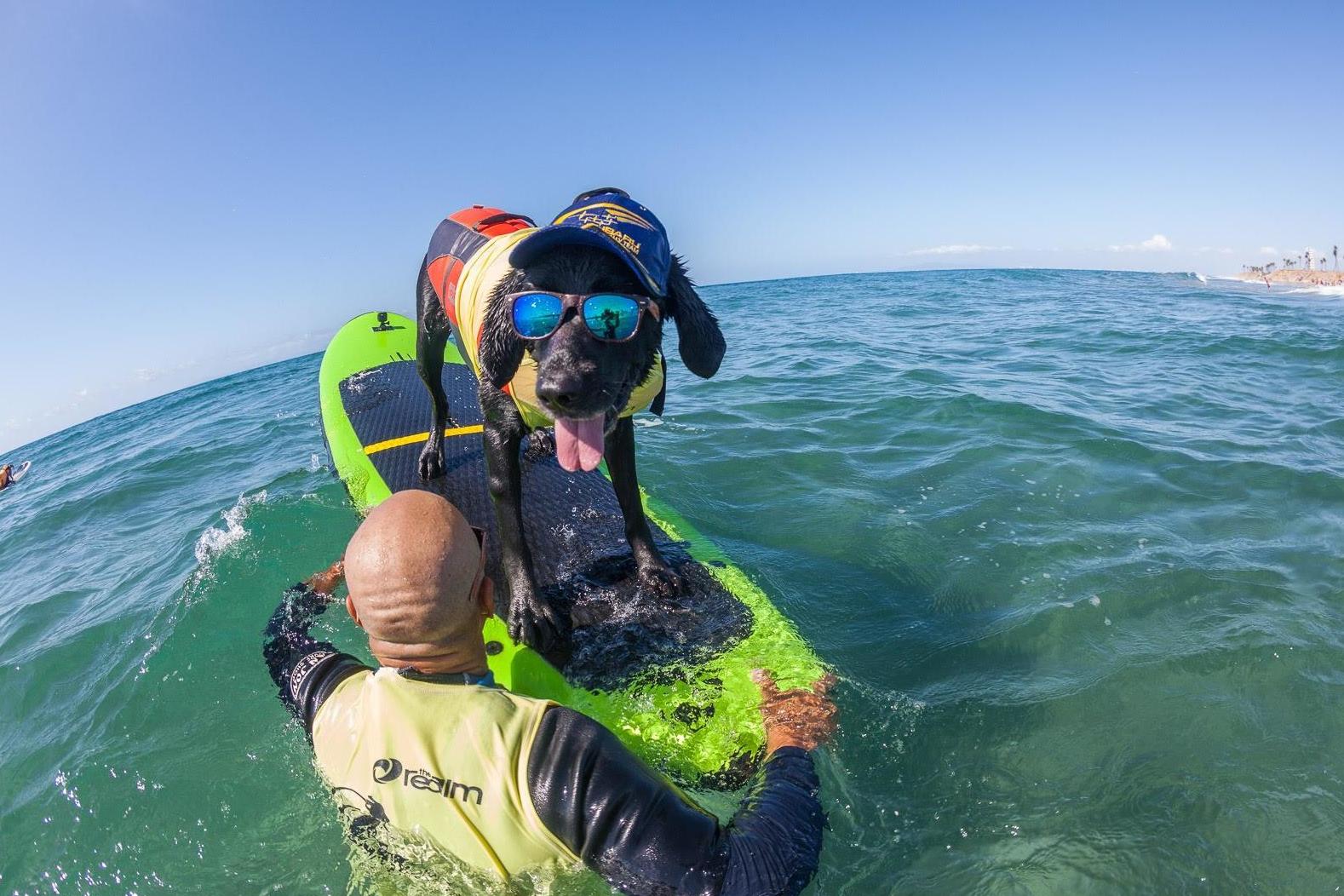 All dogs were required to wear a life-vest