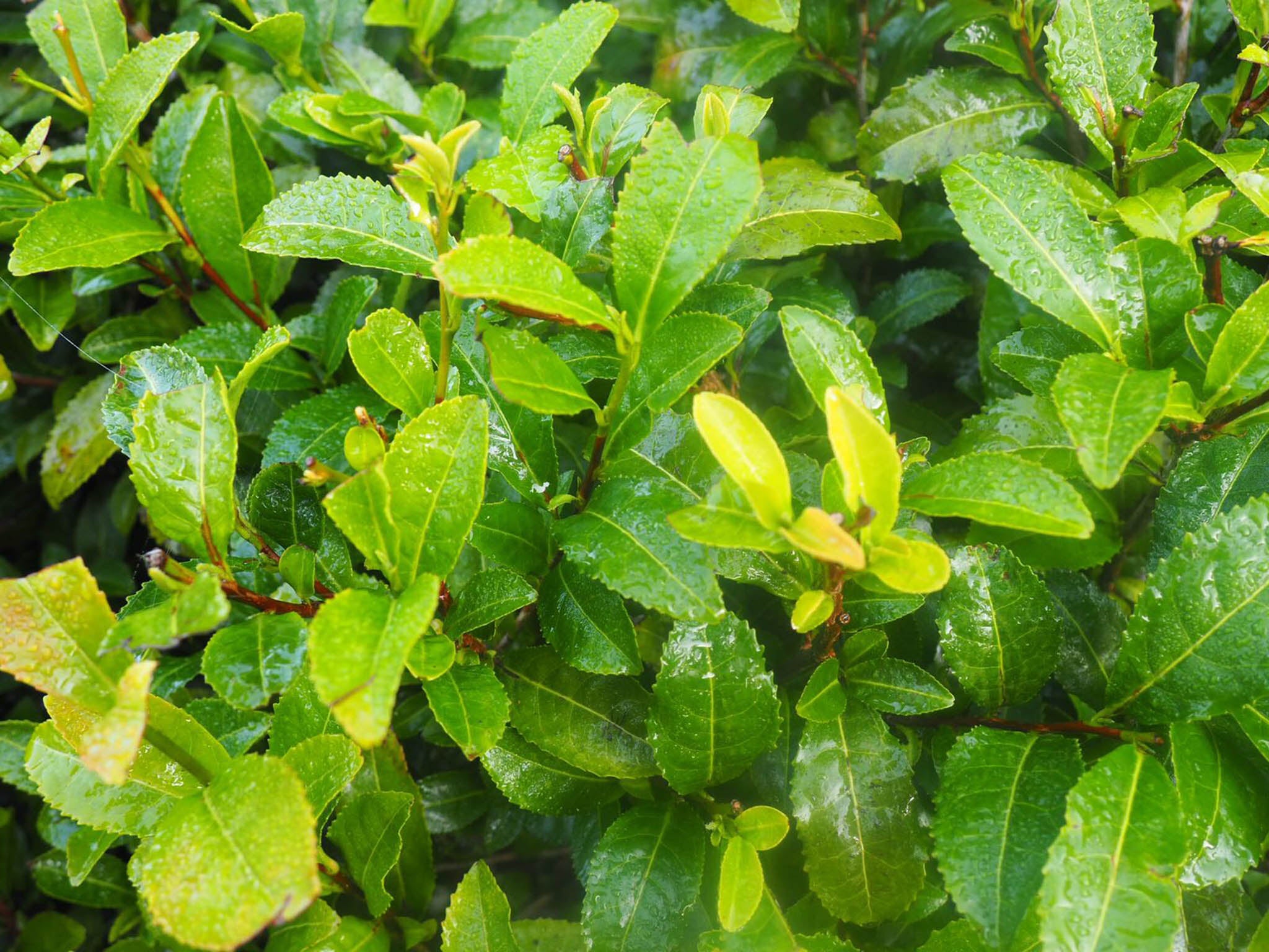 Pick the very top two or three leaves for loose-leaf