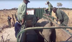 Elephants filmed being captured 'for Chinese zoos' in shocking footage