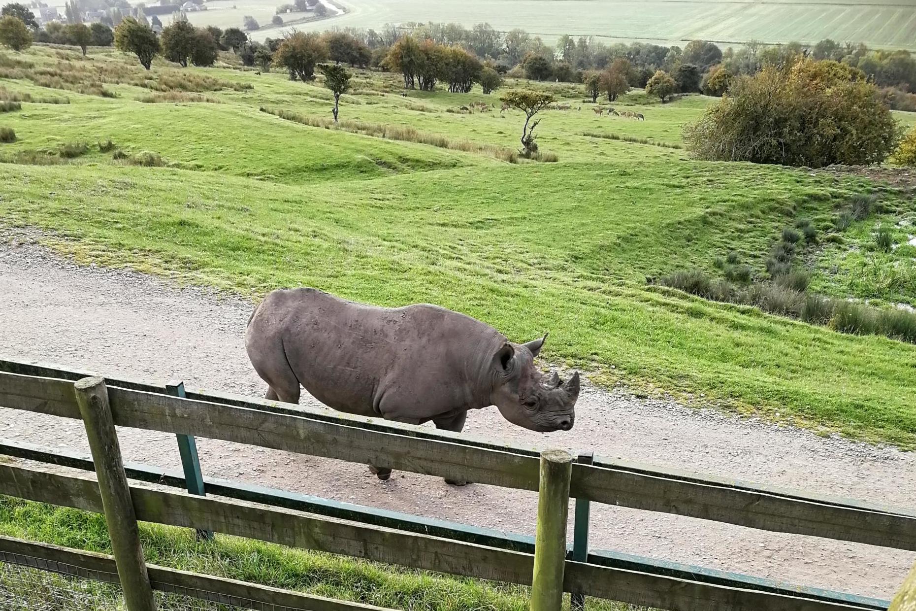 Sound the horn: waking up to a rhino