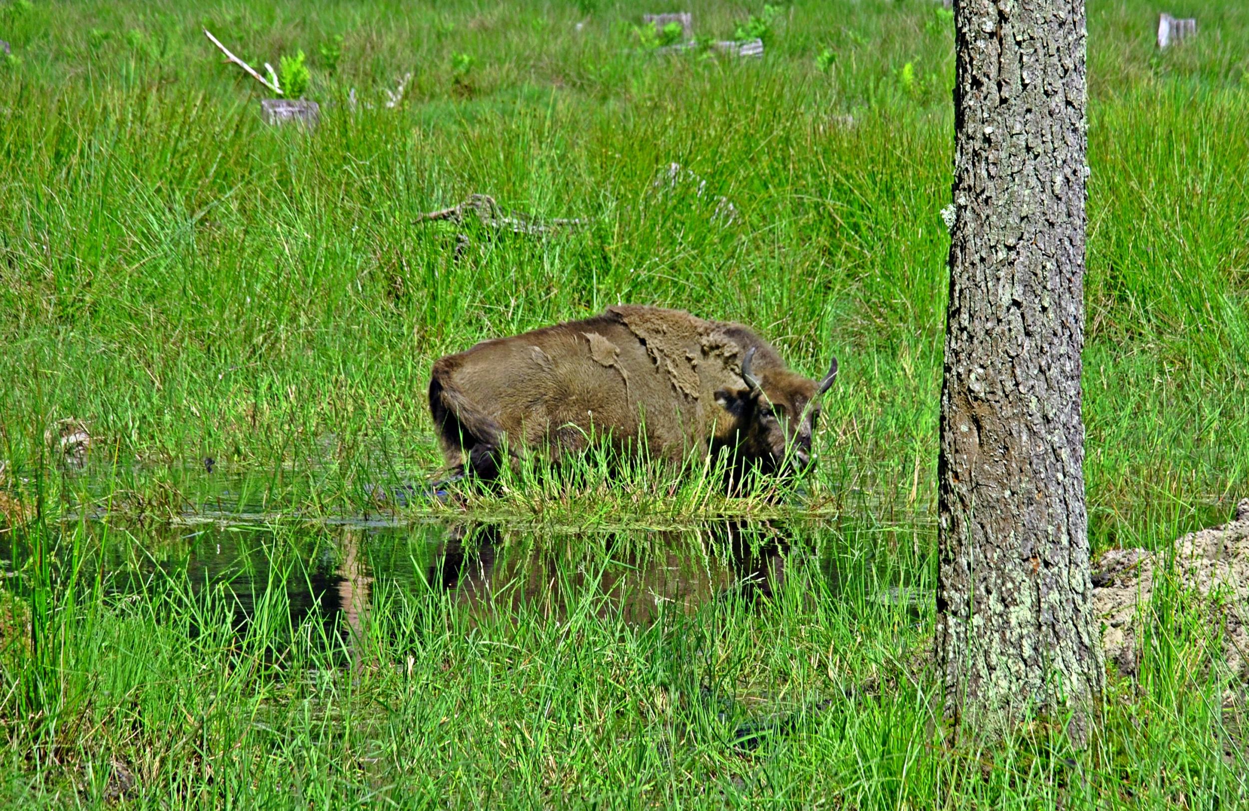 The European bison is on the verge of extinction