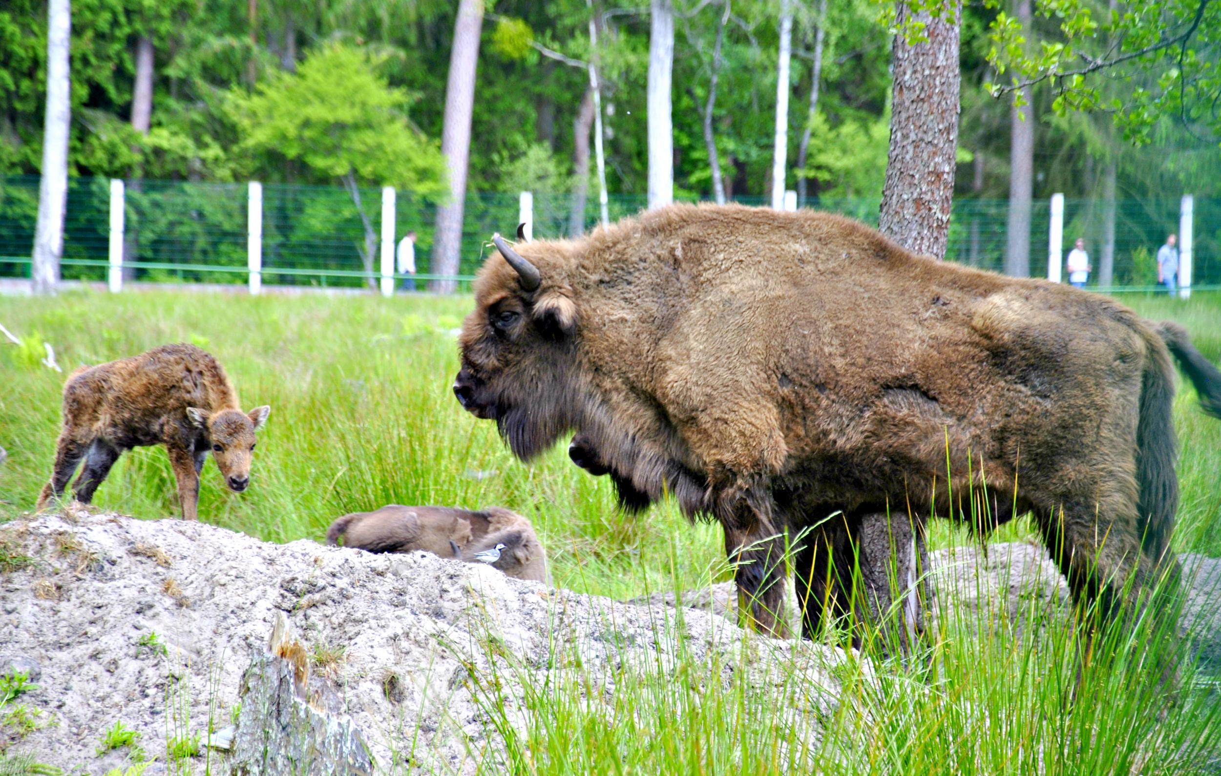 The park’s wild bison population stands at around 800