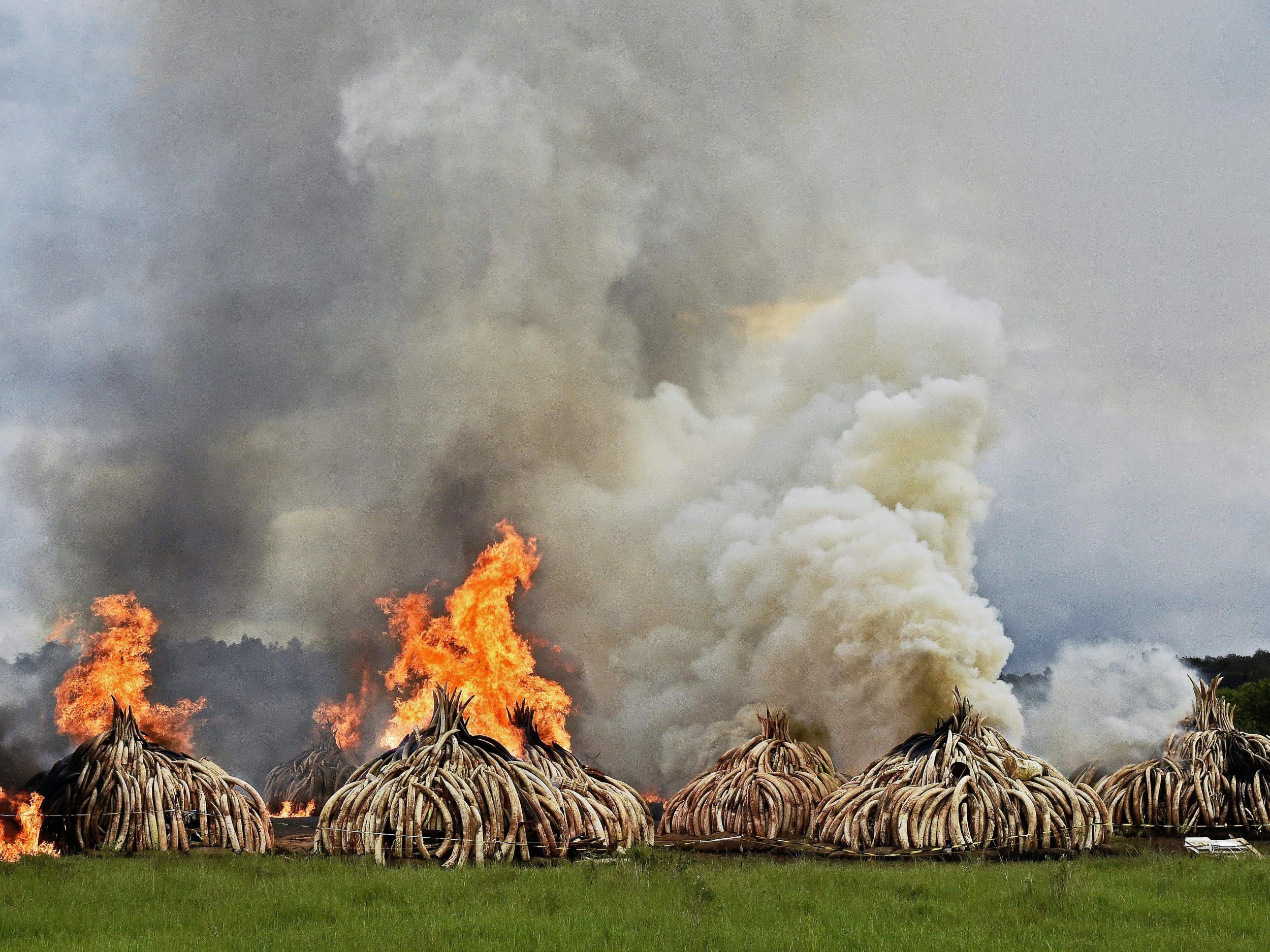 Eleven burning stacks of elephant tusks ivory and rhinoceros horns at the Nairobi National Park. Kenyan President Uhuru Kenyatta ordered the world's biggest ivory bonfire in April 2016, after demanding a total ban on the ivory trade.