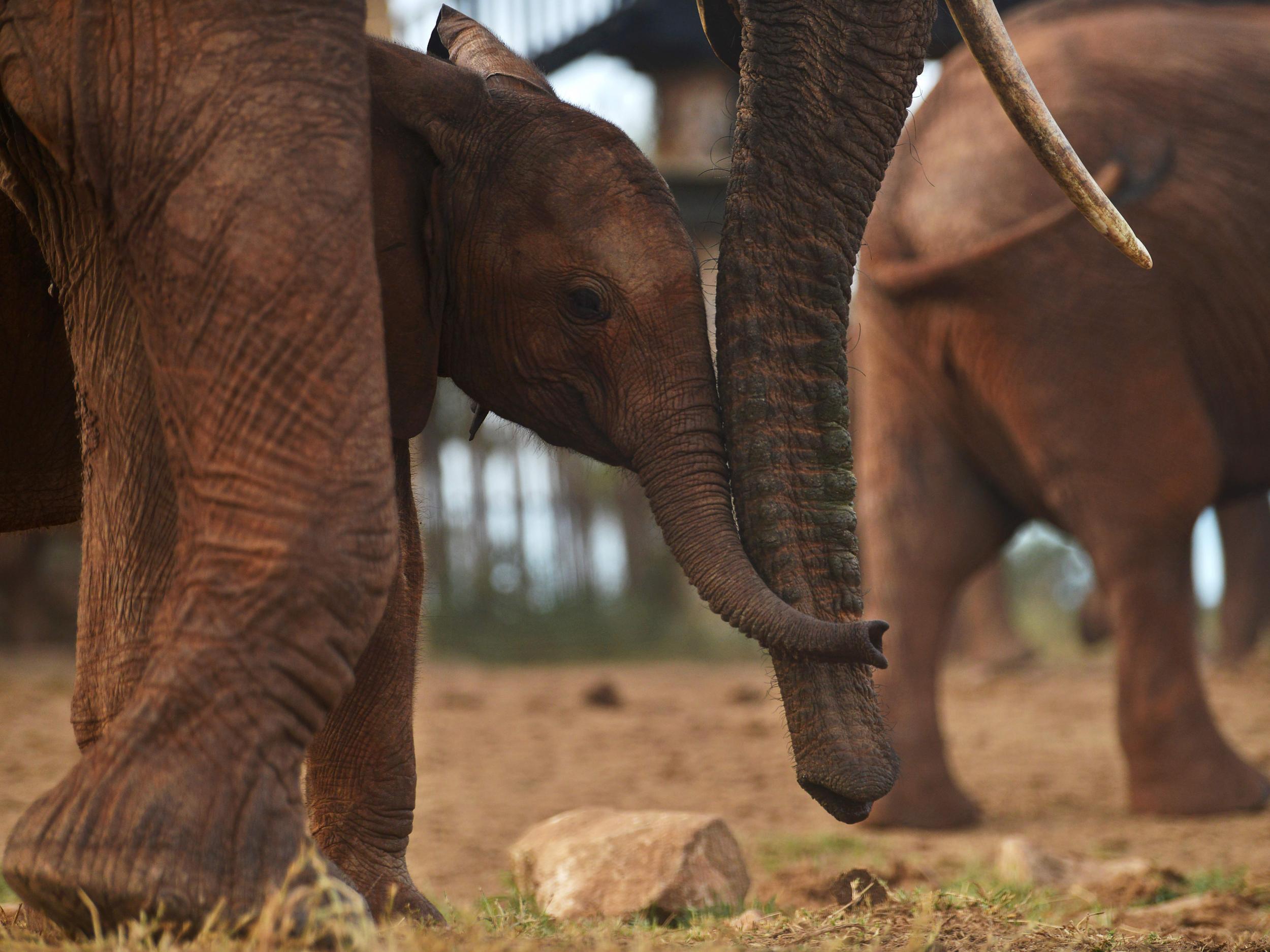 Elephants are gregarious and form deep family bonds that last a lifetime