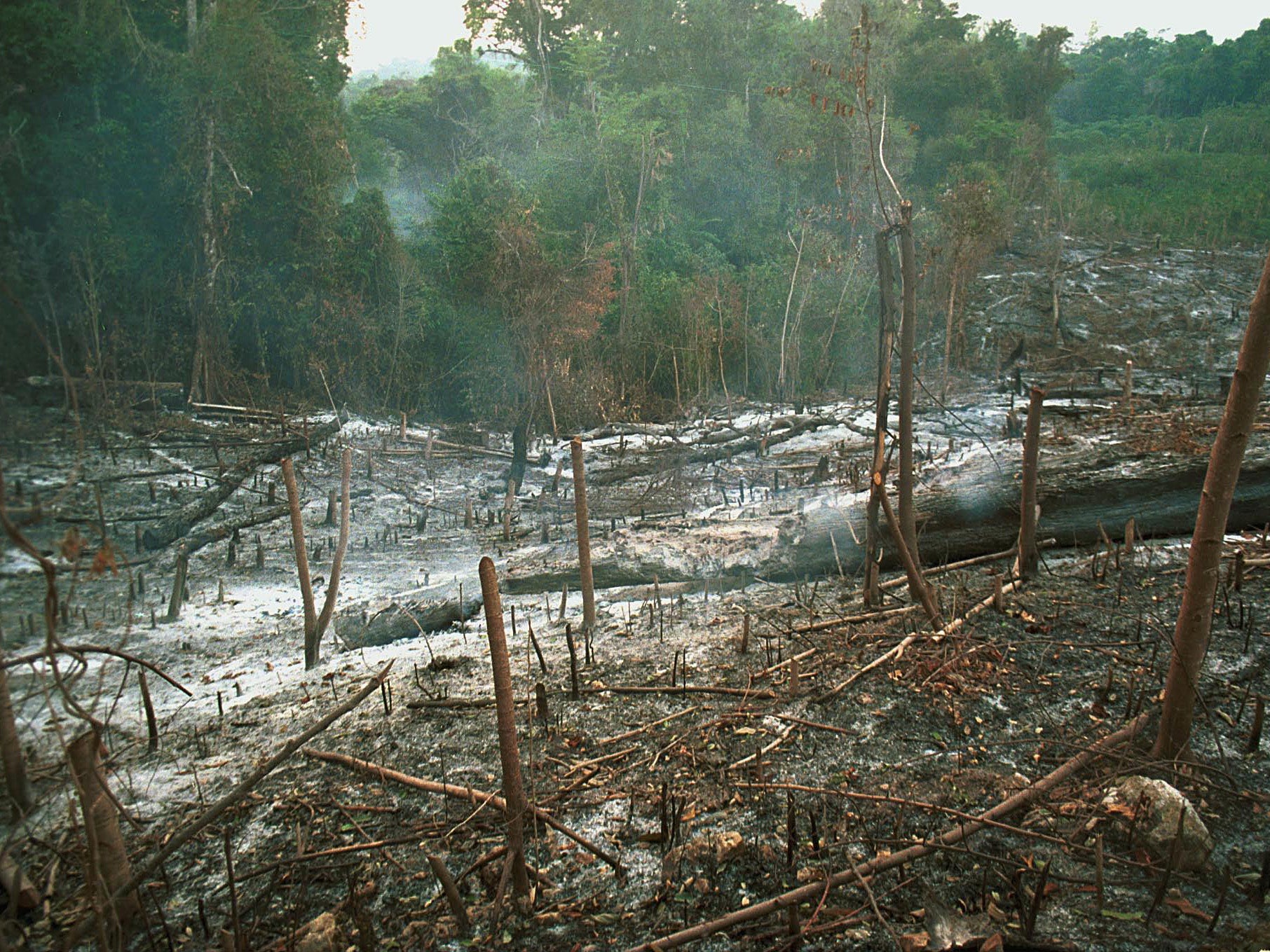 Cut it out: Rainforests are being chopped down and replaced by soya crops