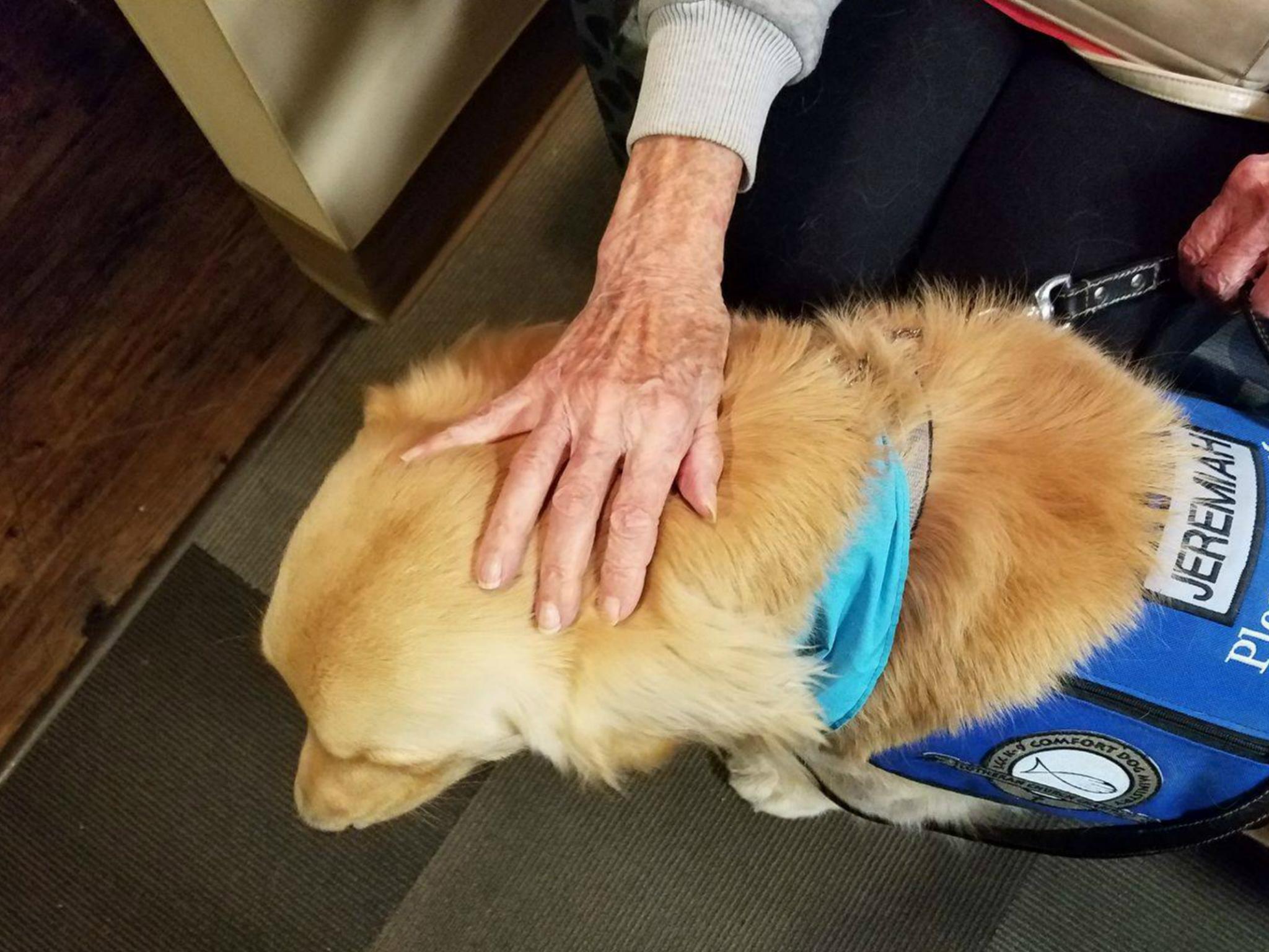 A therapy dog comforts someone in the aftermath of the deadliest mass shooting in modern US history in Las Vegas, Nevada.