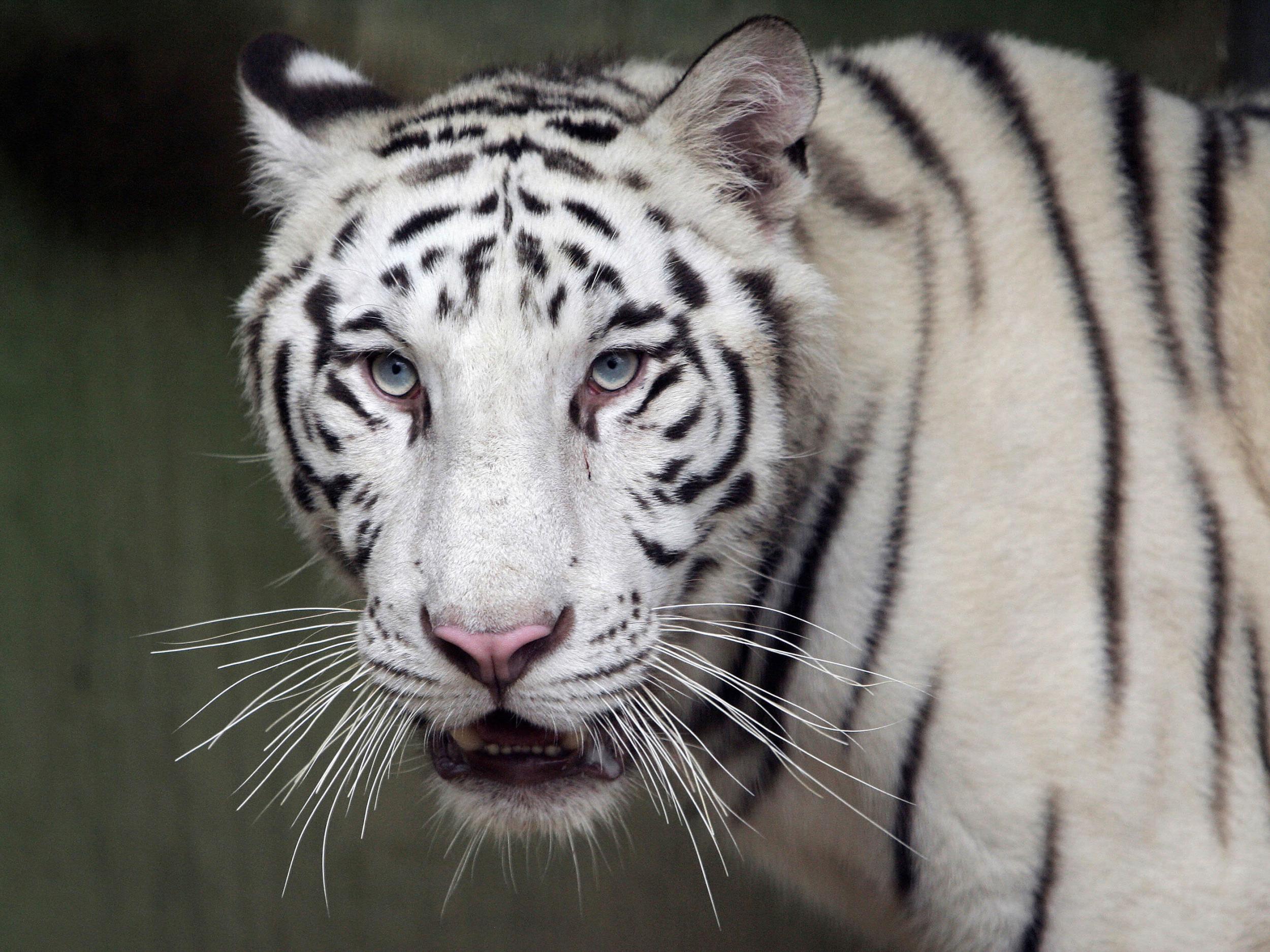 One of the cubs leaped on the man and bit his neck