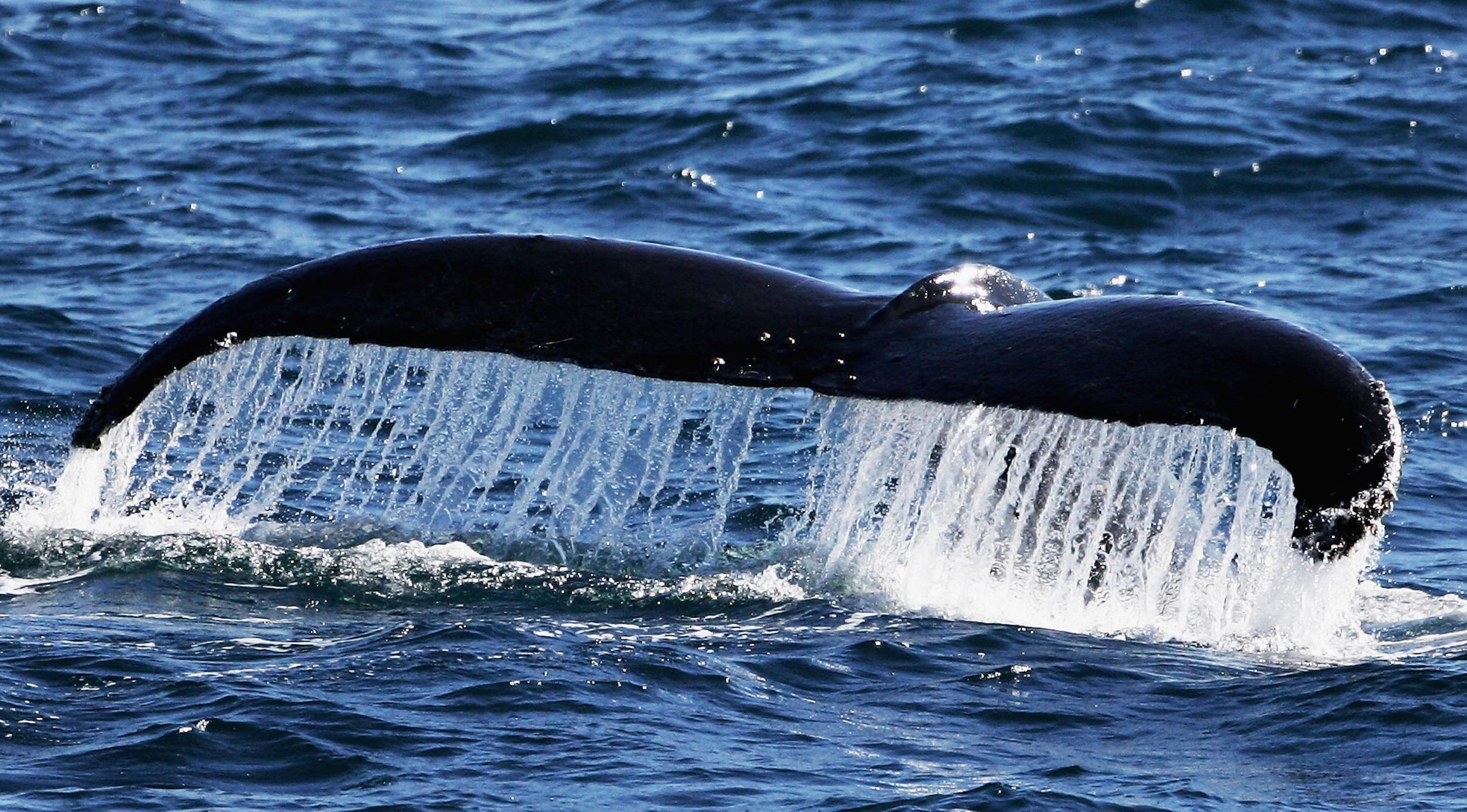 One of most exciting adventures in northern Norway is seeing a sperm whale in its natural habitat