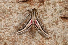 Migrant moths arriving from Europe to eat Britain's ivy