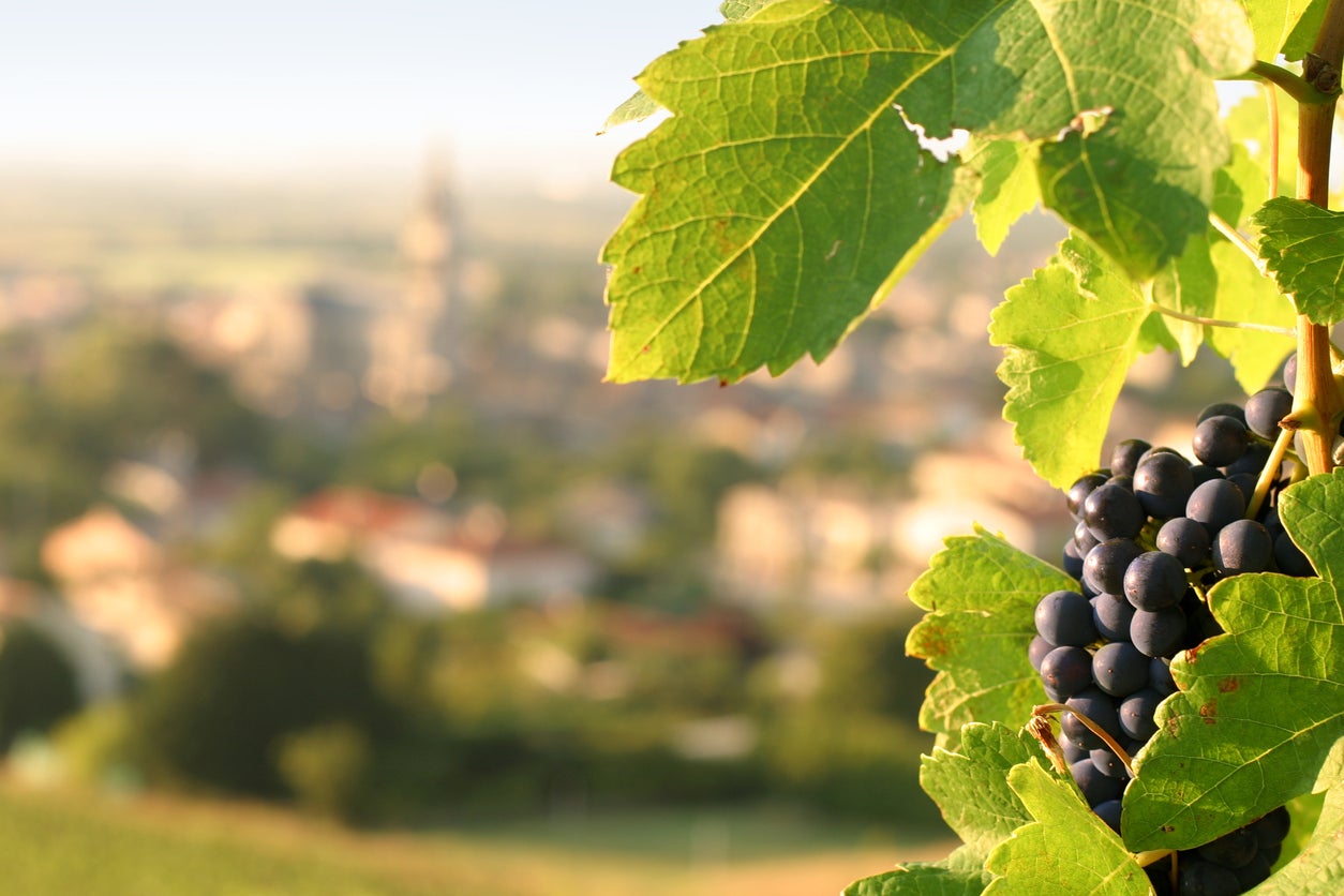 French vineyards have been hit by bad weather