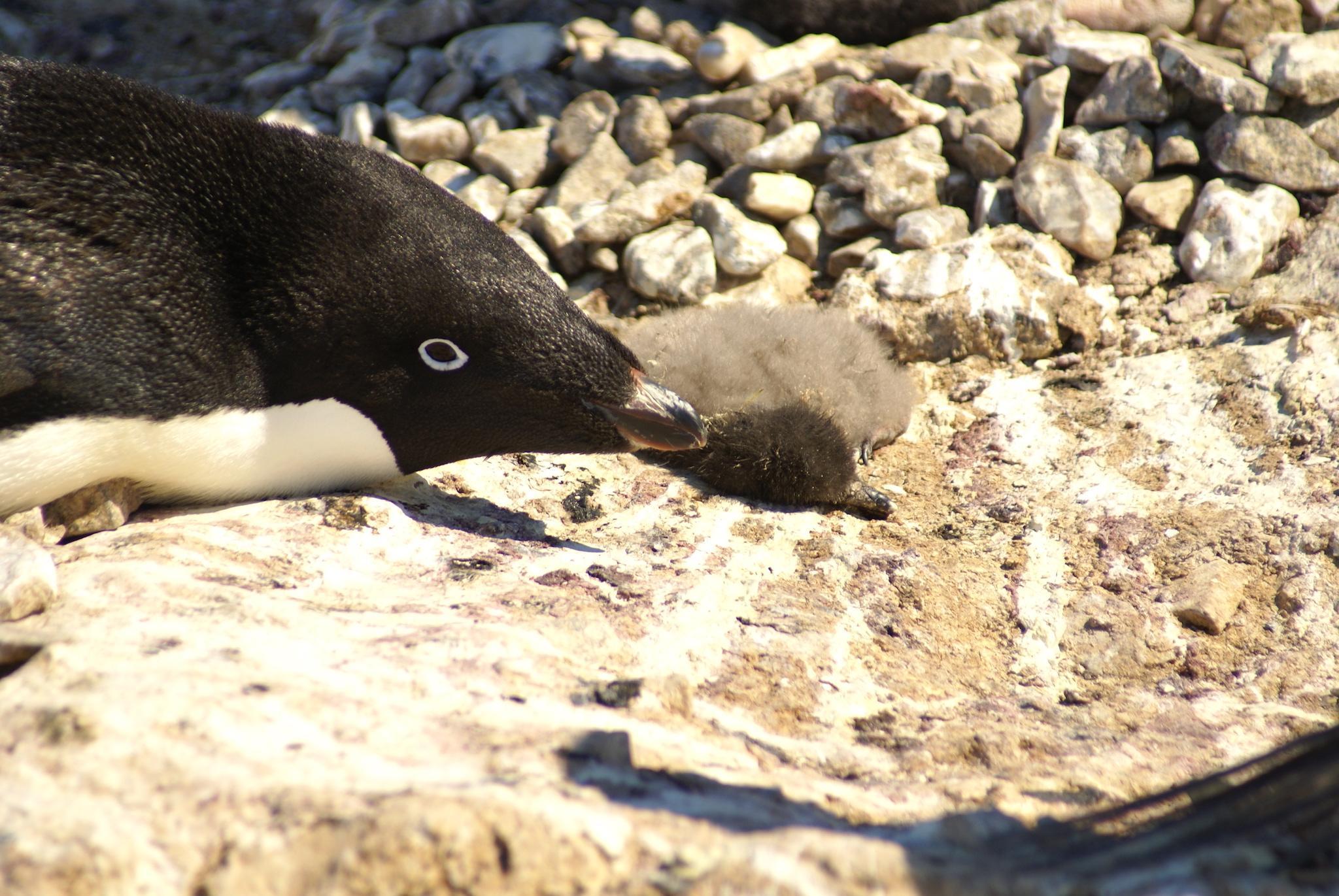 Adélie penguin chicks starved to death at Dumont d'Urville, January 2017